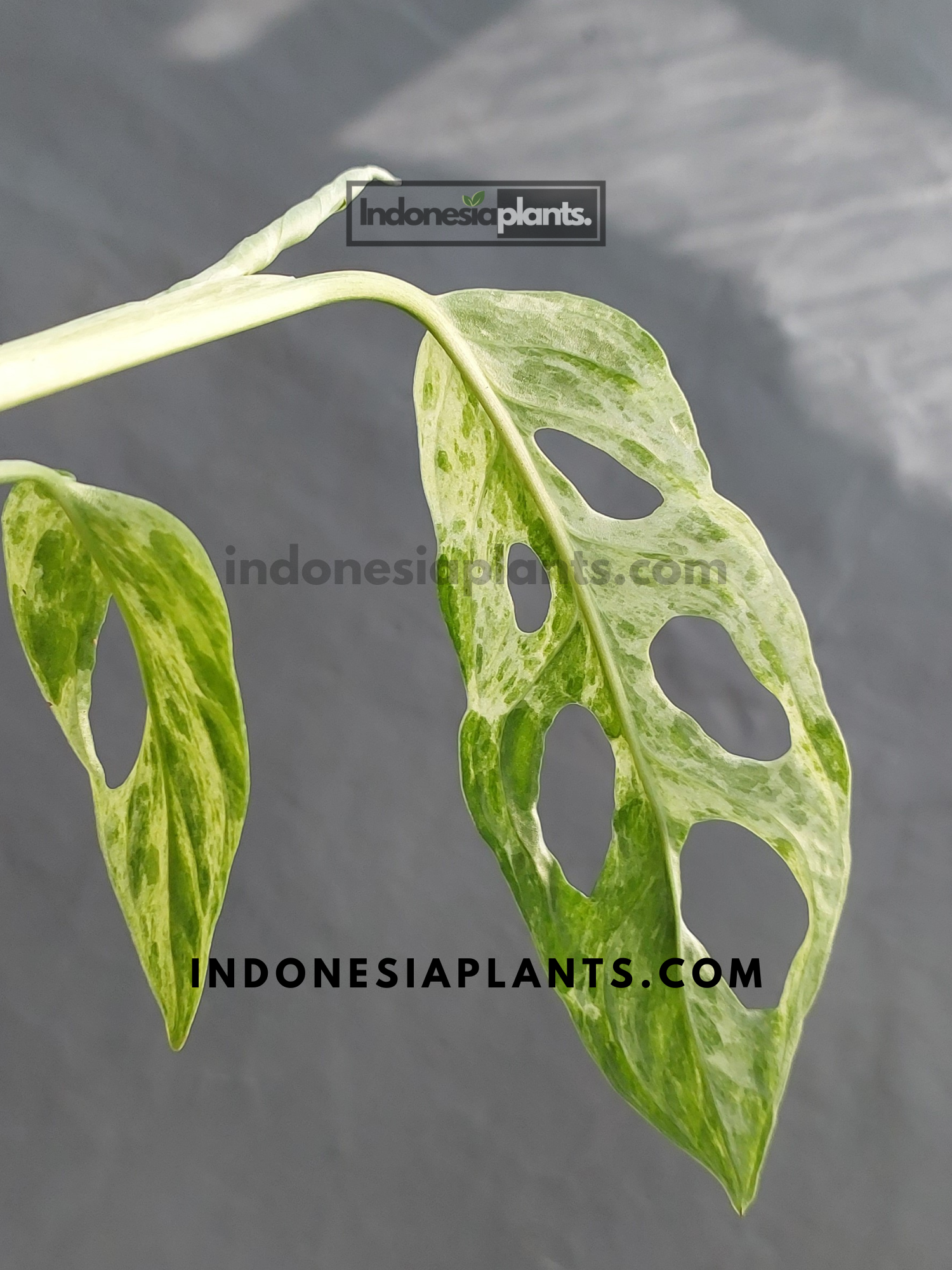 Monstera Adansonii Mint Variegated