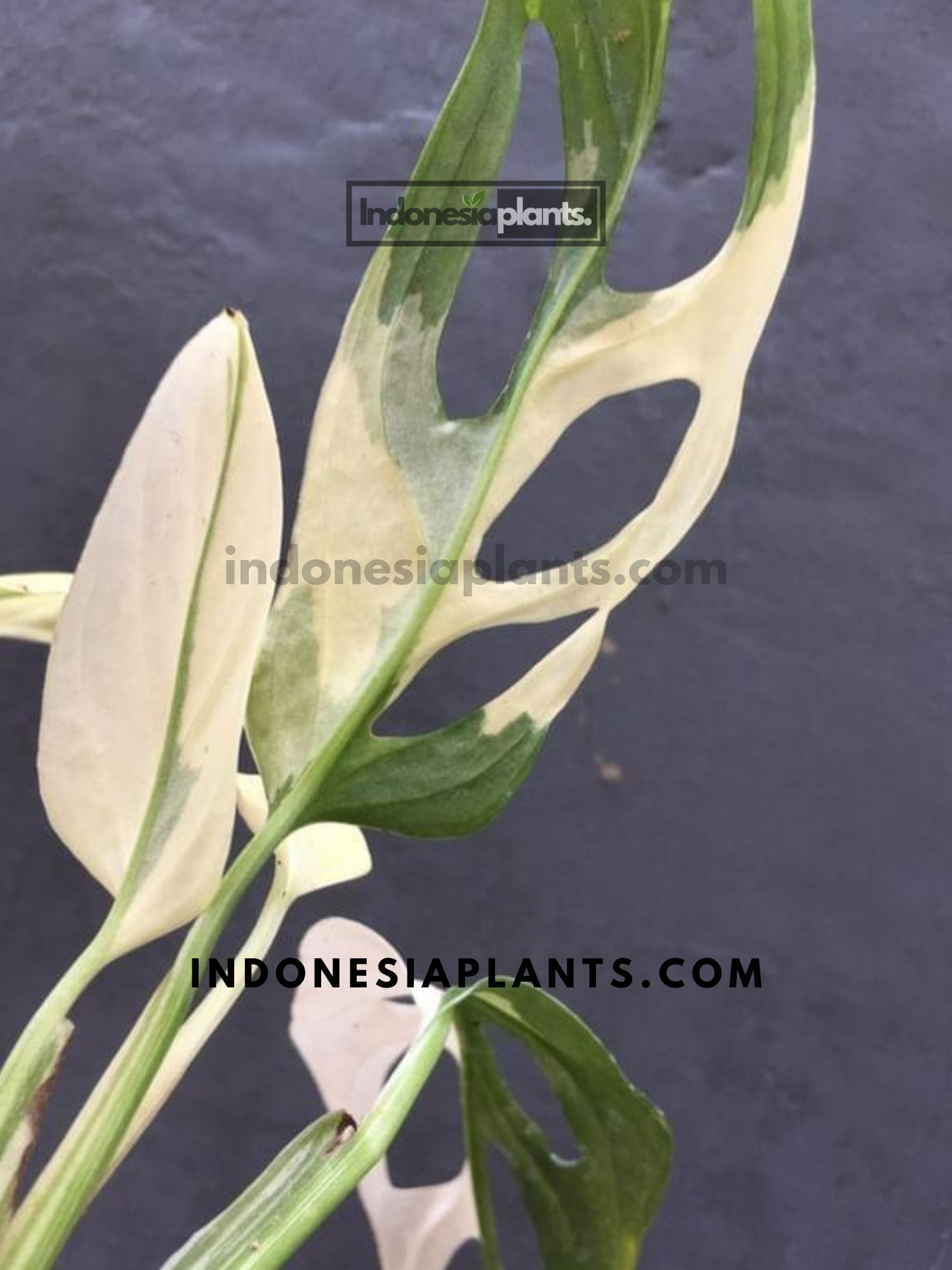 Monstera Adansonii Riesen-Buntes Albo – INDONESIAPLANTS