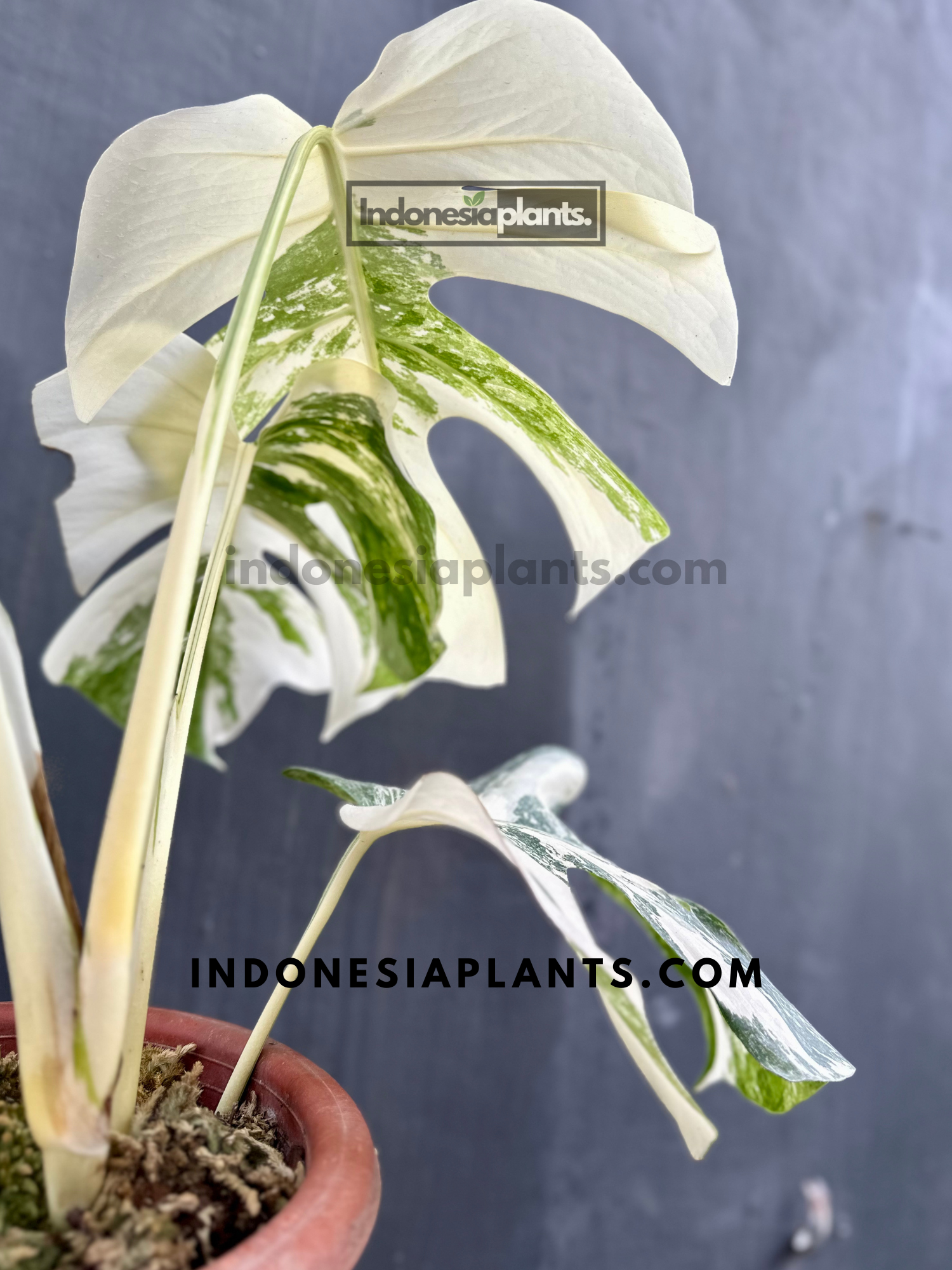 Back view of Monstera Variegated Fenestrated leaves, highlighting the unique patterns of variegation.