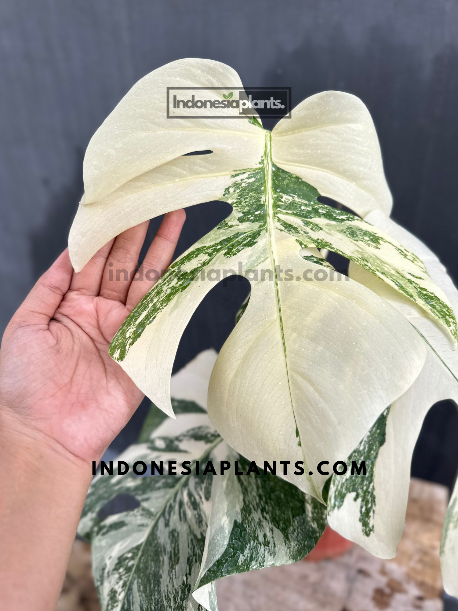 Monstera Variegated Fenestrated held by hands, displaying its distinctive variegated foliage.