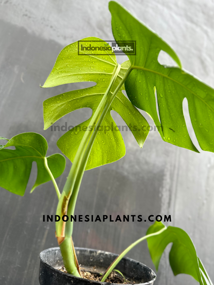 Monstera Deliciosa Fenestrated