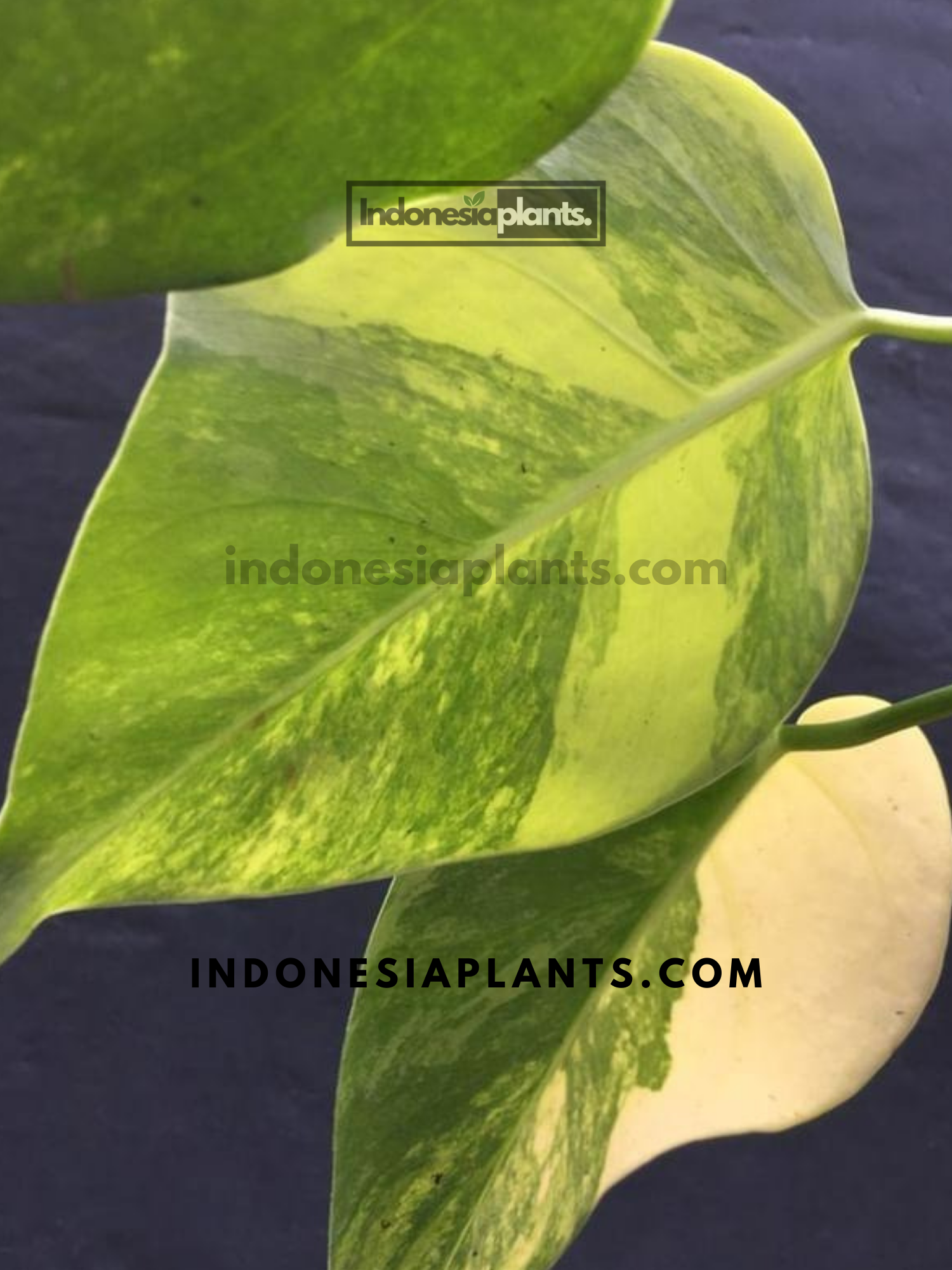 Monstera Marmorata Gelb Bunt – INDONESIAPLANTS