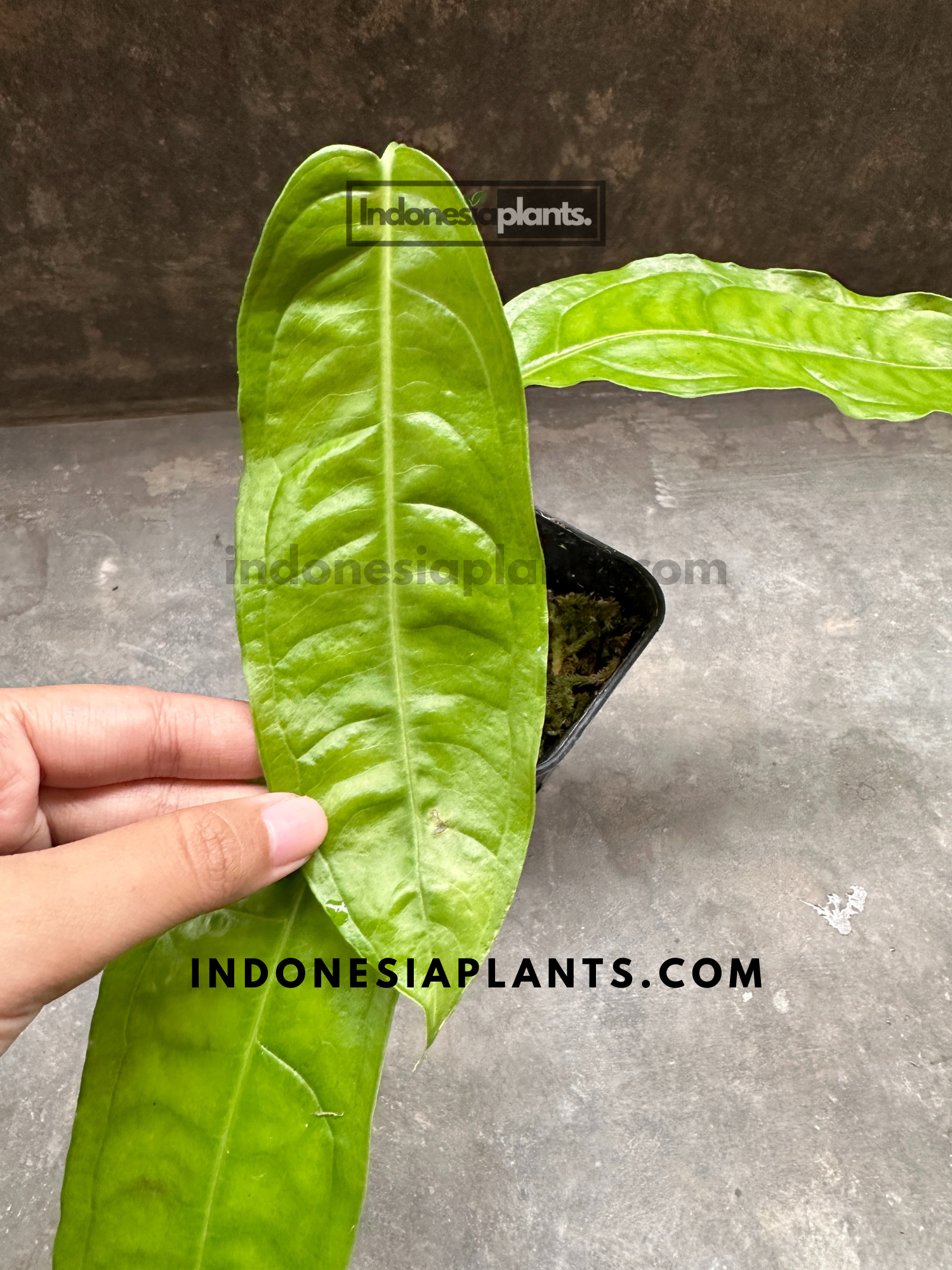 monstera obliqua amazonas Monstera Obliqua Amazonas