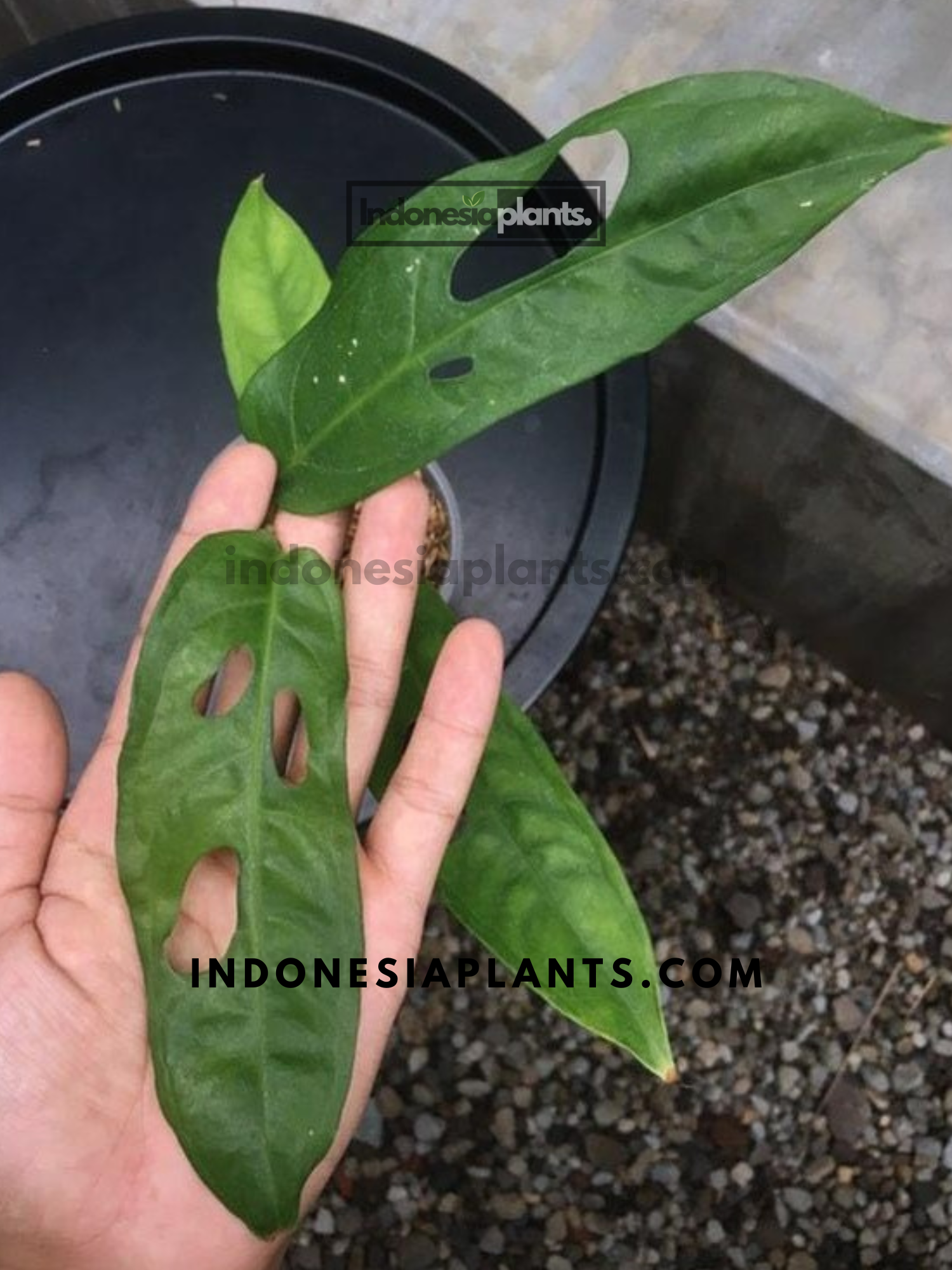 monstera obliqua amazonas Monstera Obliqua Amazonas Fenestrated