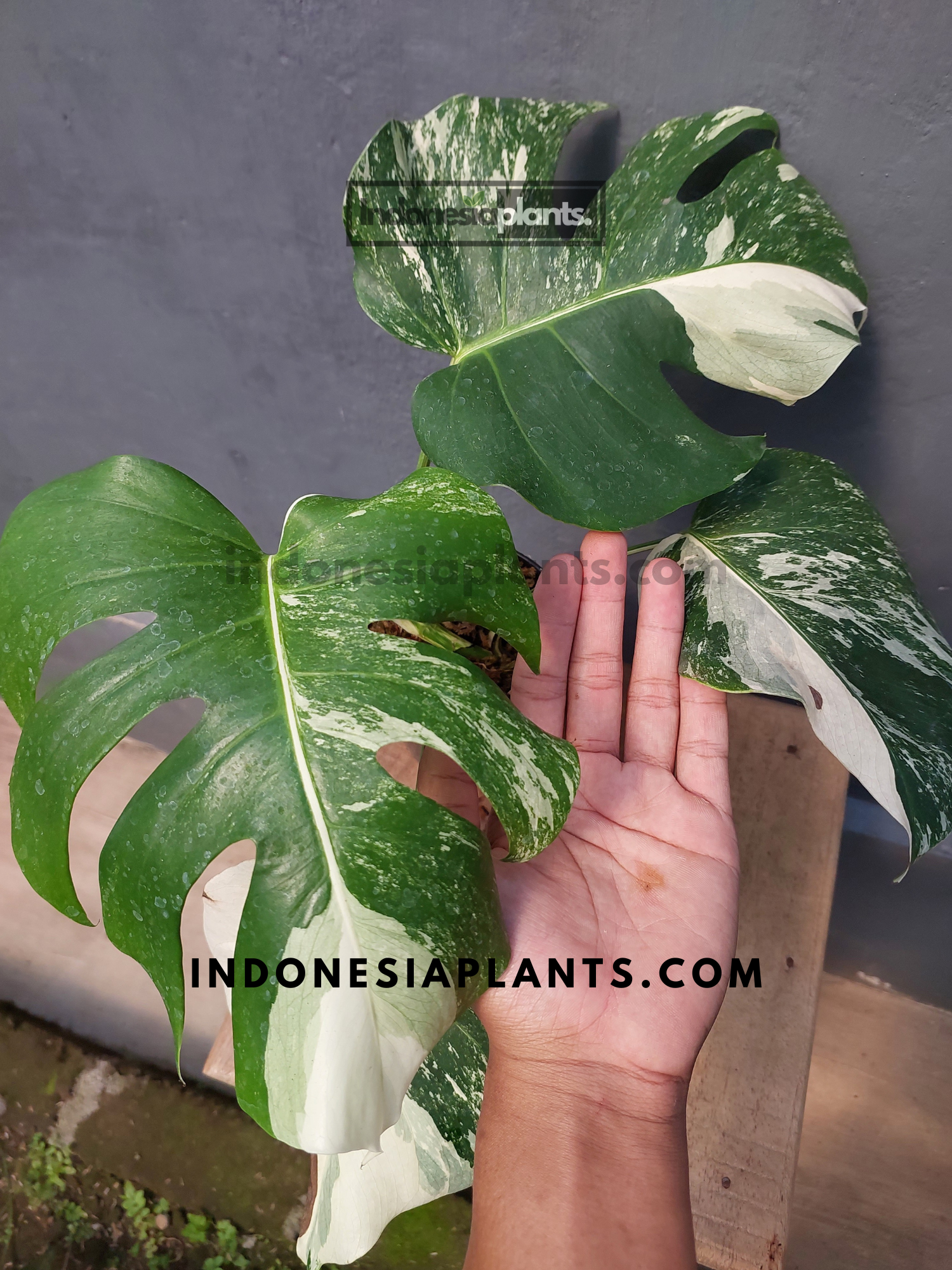 fensterblatt monstera deliciosa bunt Monstera bunt gefenstert