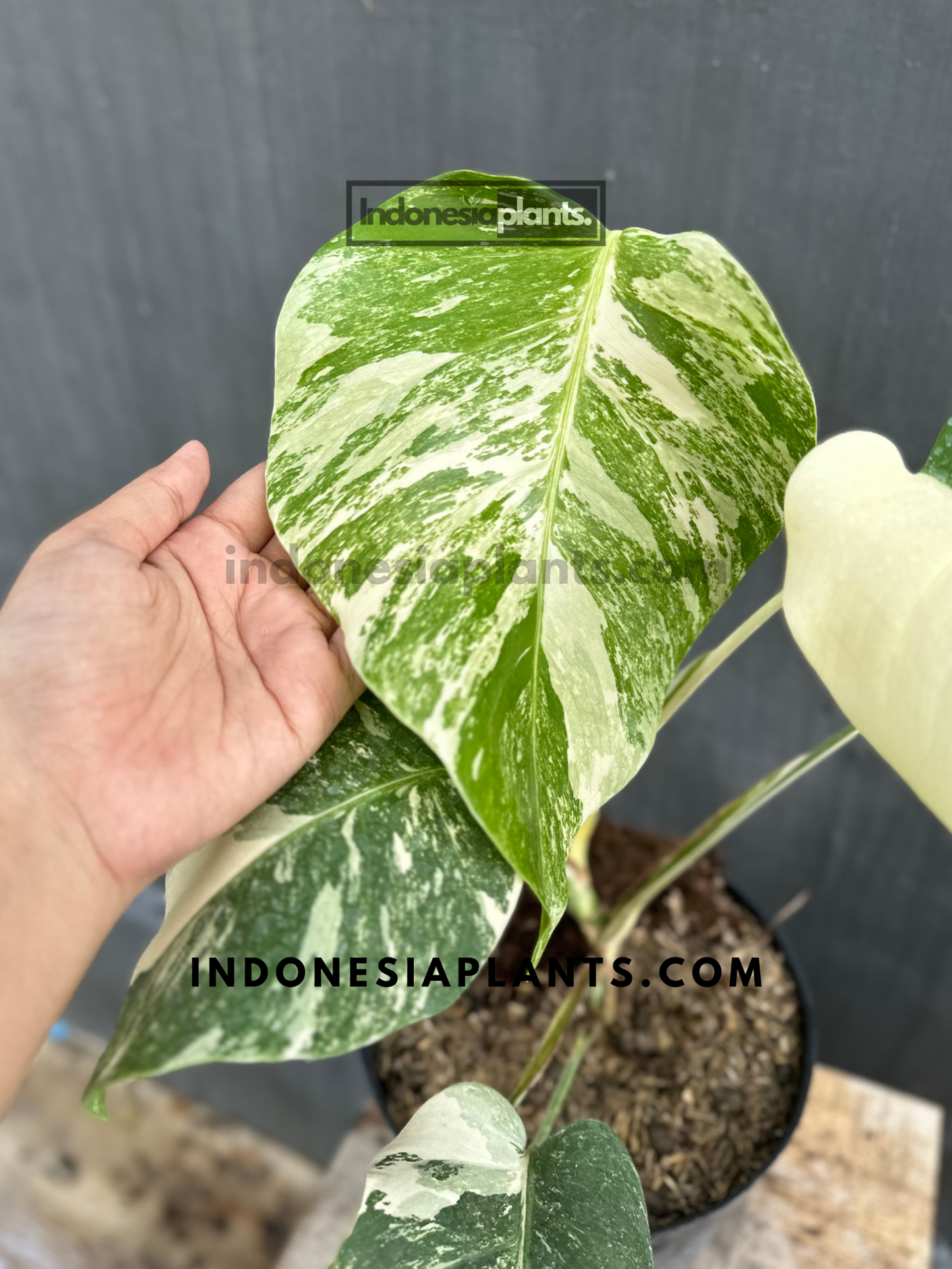 Monstera Variegated