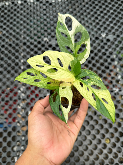 Close-up of Monstera Adansonii Tricolor held by hand showing intense fenestration and creamy-white variegation over green leaf surface.