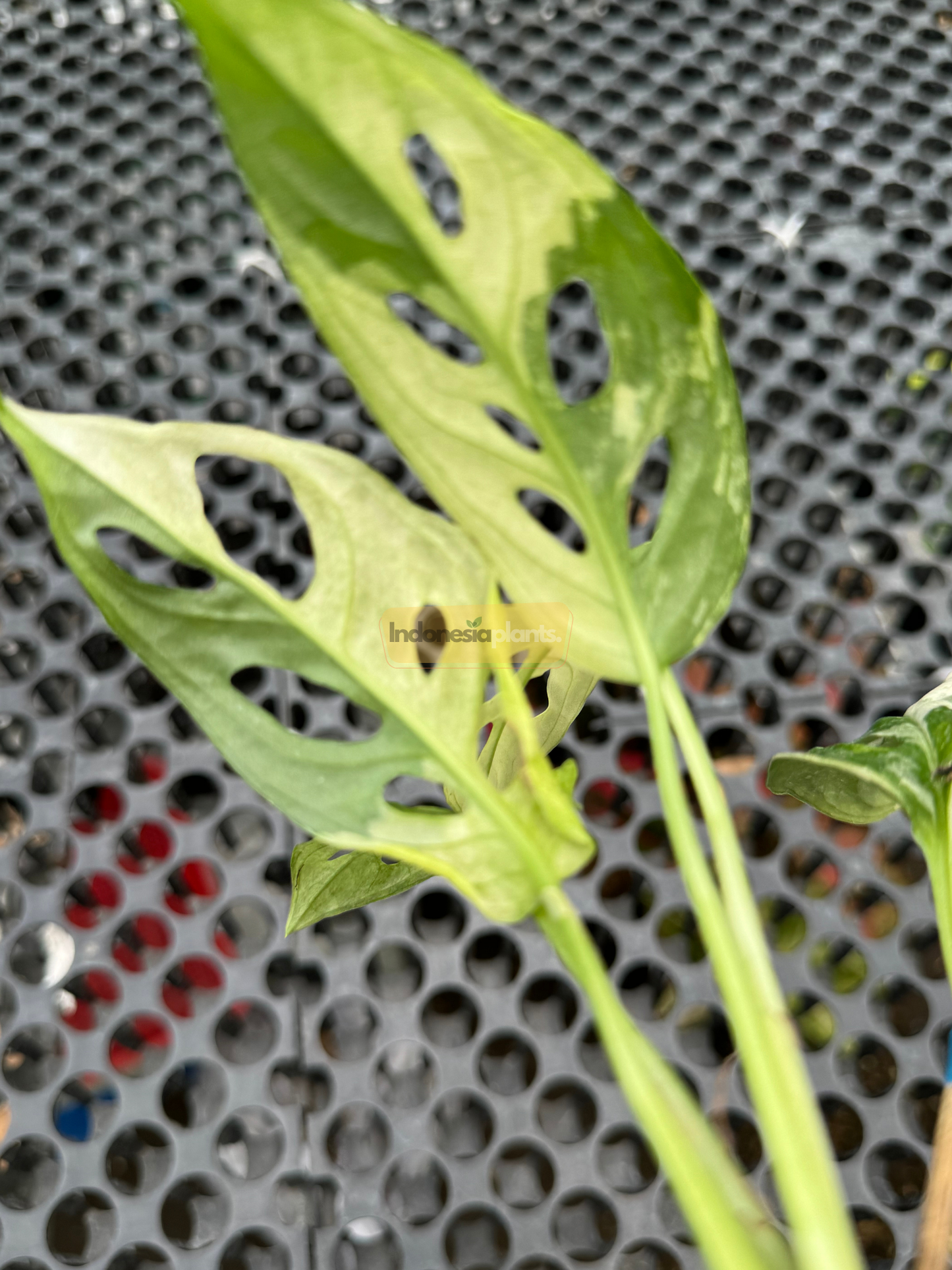 Top-down view of Monstera Adansonii Tricolor with balanced tri-color leaves—bright yellow, creamy white, and deep green.