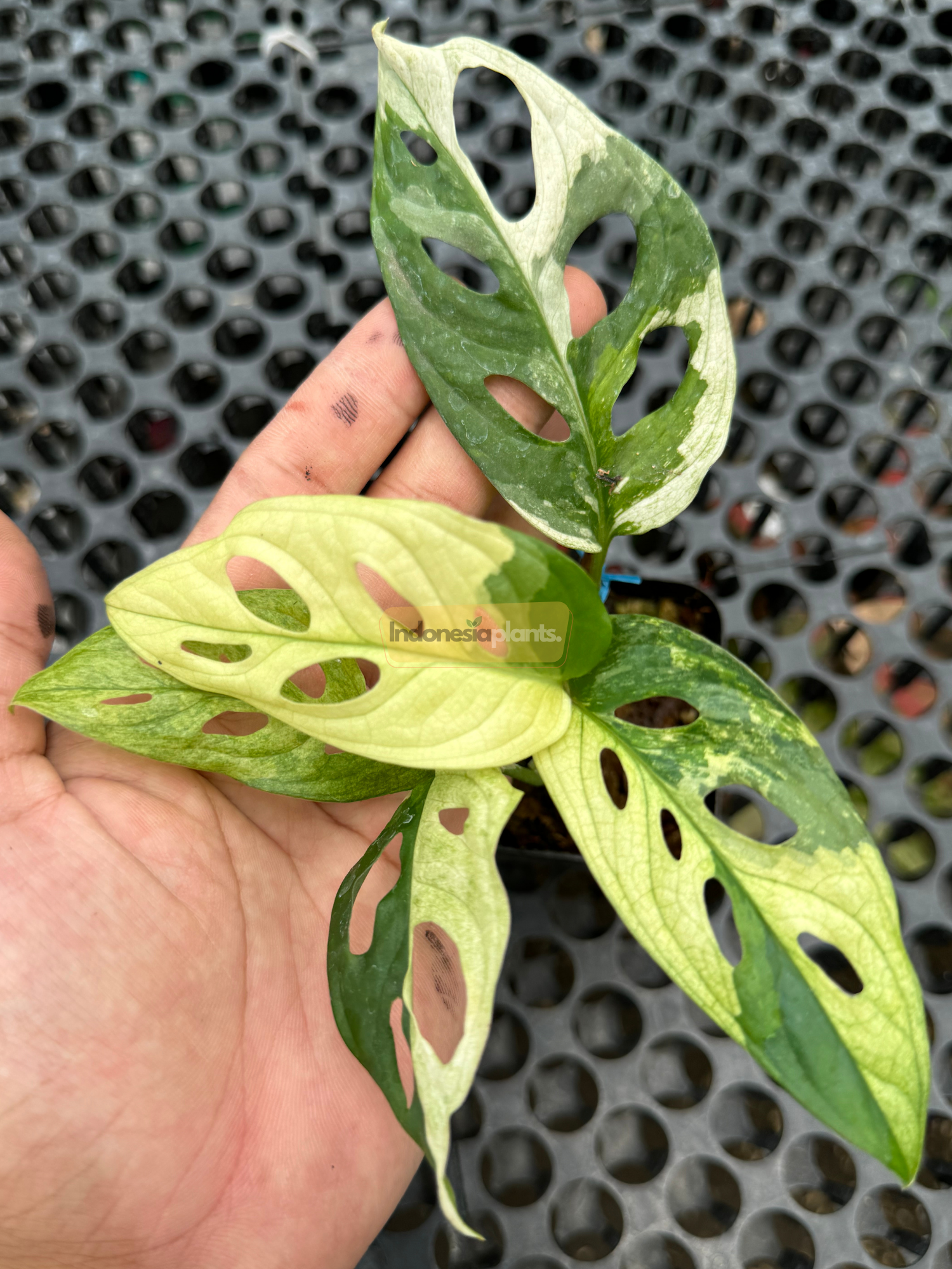 Monstera Adansonii Tricolor showing new growth with elongated leaf shape and partial variegation from green to light cream.
