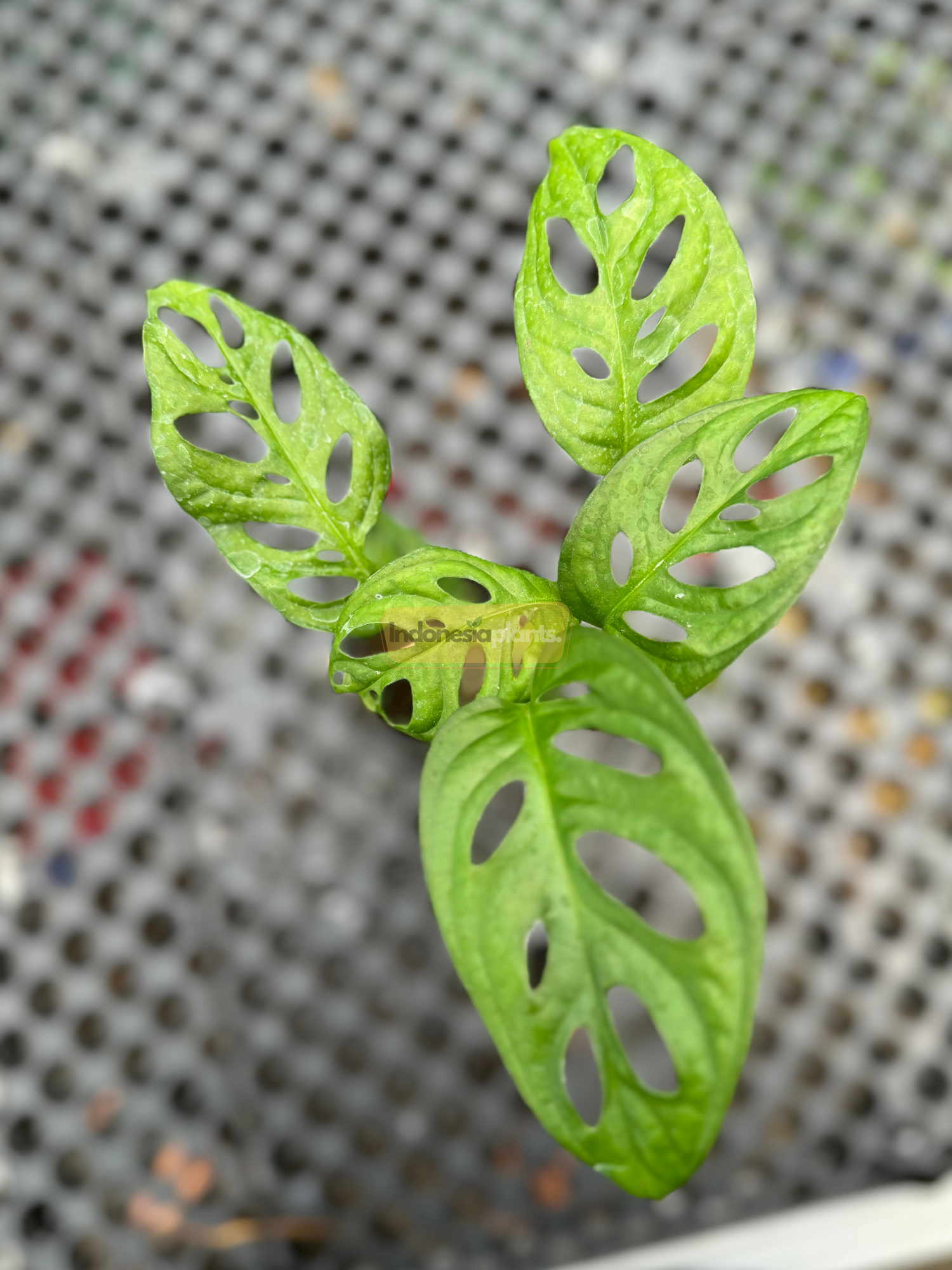 Close-up hand-held Monstera Lechleriana leaf showing fenestration detail with healthy mid-green tones