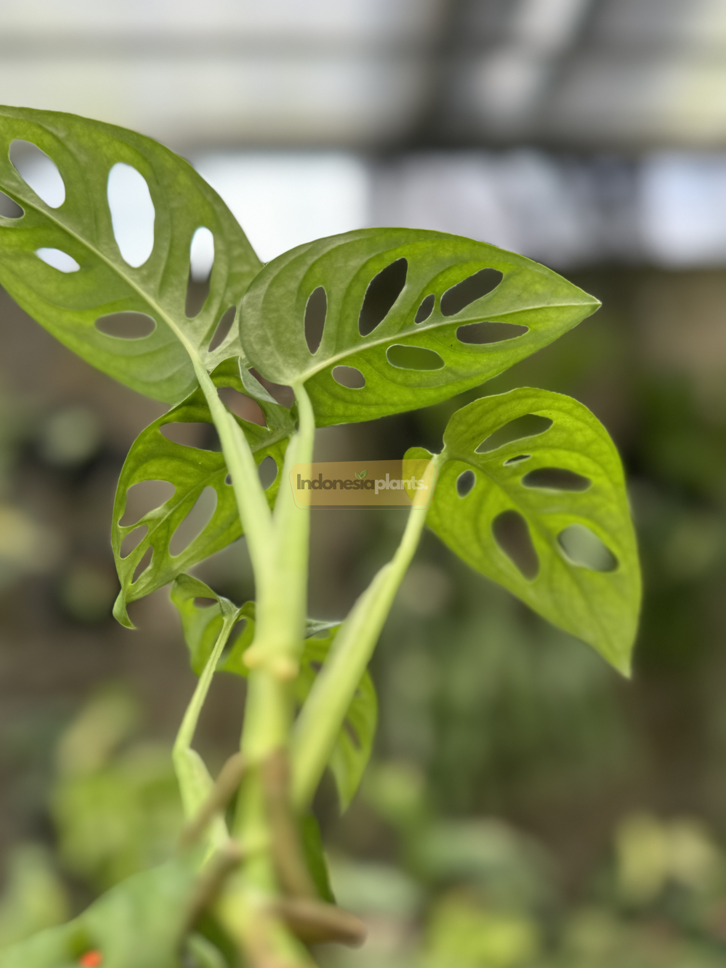Top-down view of Monstera Lechleriana displaying five vibrant, fenestrated leaves over perforated black grid