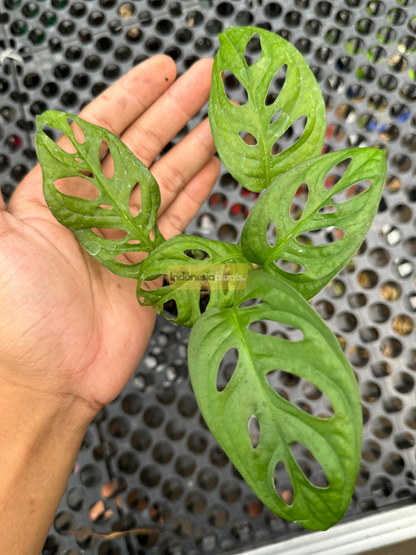 Side angle of Monstera Lechleriana plant showing upright vining stems and lush oval leaves with natural holes