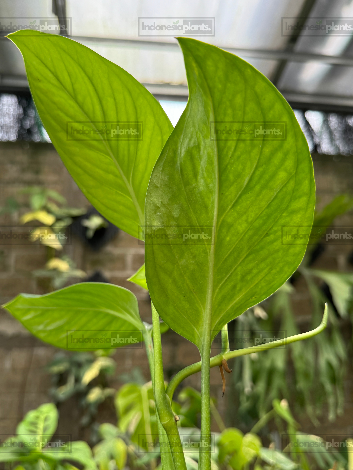 Healthy Monstera Pinnatipartita climbing growth showing vibrant green foliage and developing mature characteristics.
