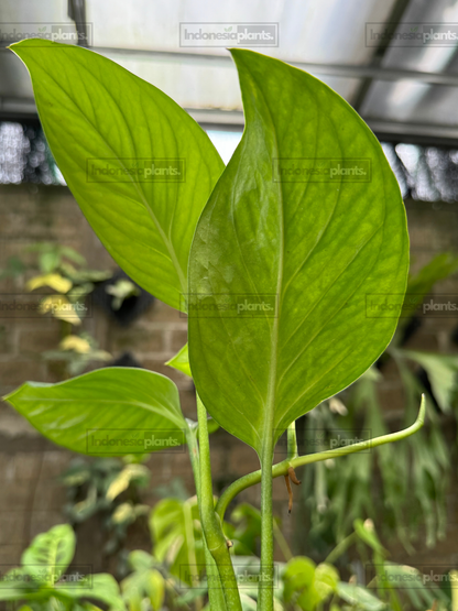 Healthy Monstera Pinnatipartita climbing growth showing vibrant green foliage and developing mature characteristics.