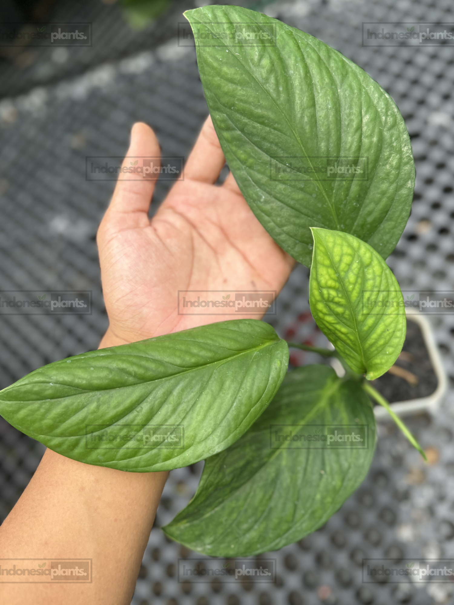 Monstera Pinnatipartita young specimen with textured leaves and active new growth in a nursery setting.