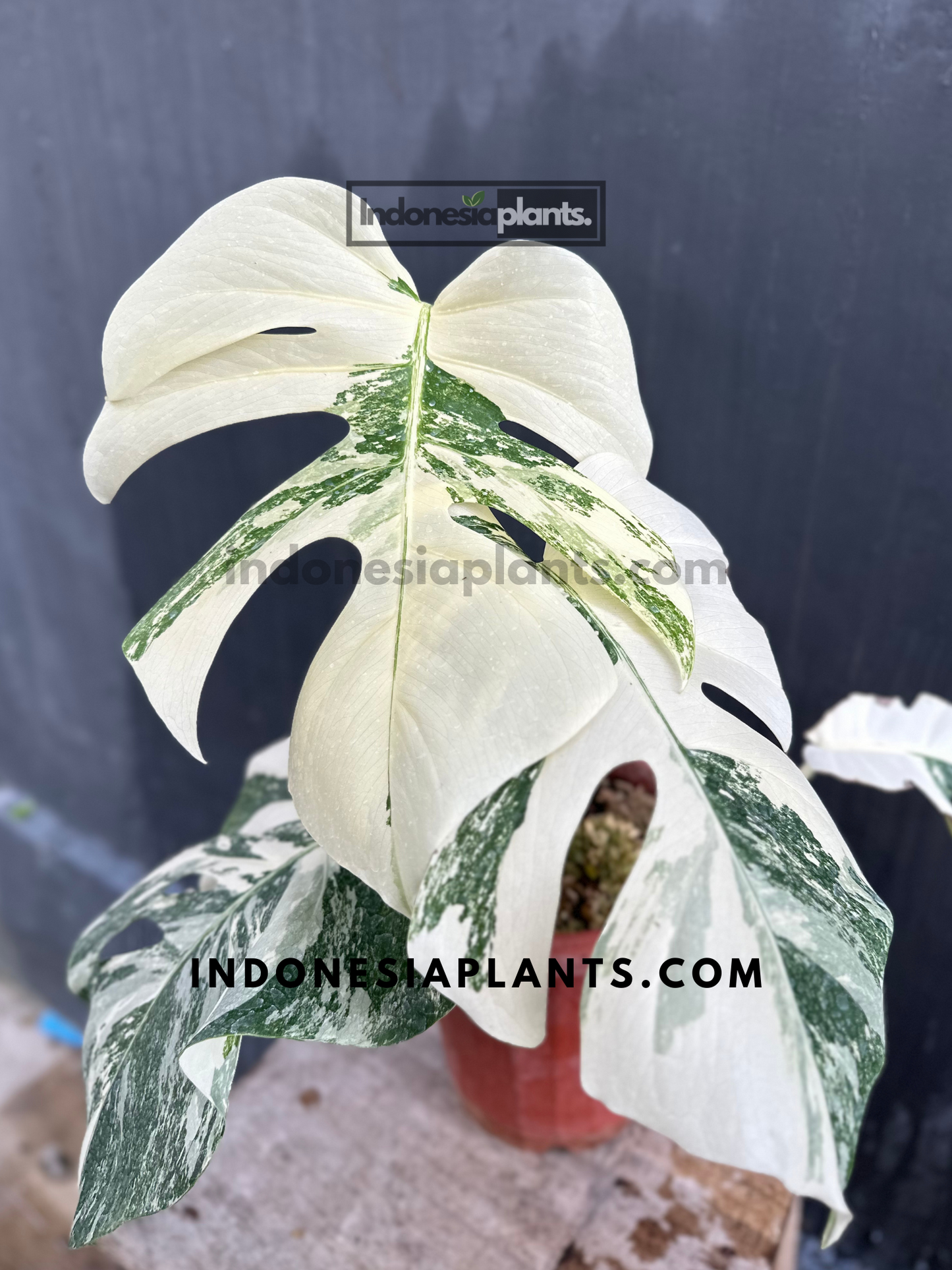 Front view of Monstera Variegated Fenestrated showcasing its split leaves with beautiful variegation.