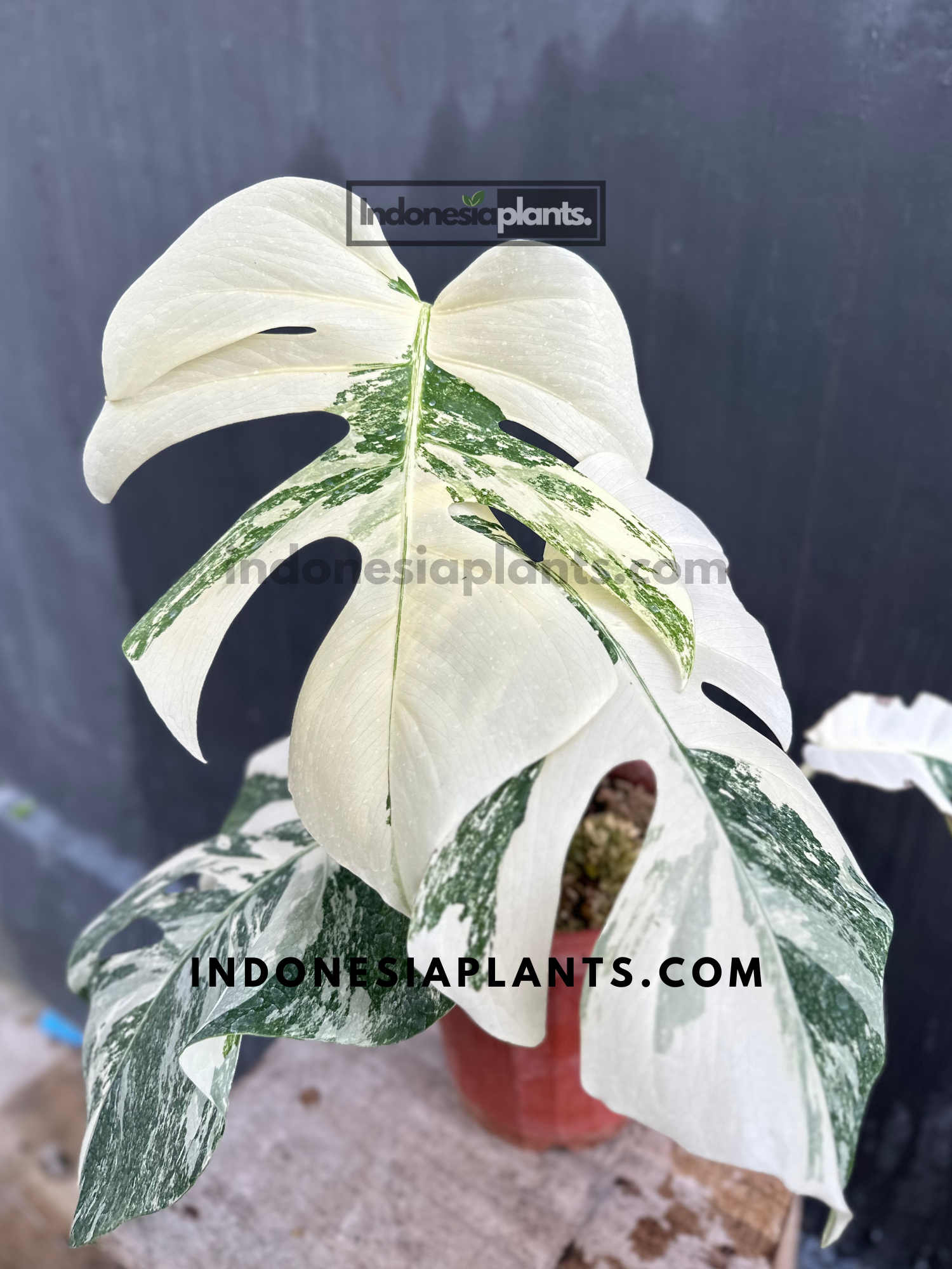 Monstera Deliciosa Albo Variegated Fenestrated