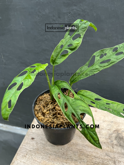 Monstera cf. Obliqua French Guiana with thin, fenestrated green leaves displayed in a tropical setting.