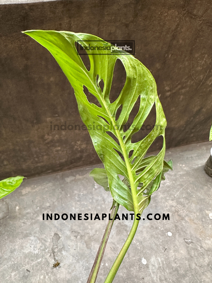 Side angle of Monstera cf. Obliqua Napo highlighting its climbing growth habit and paper-thin leaves.