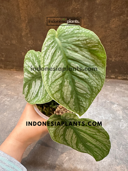 Monstera Dubia with silver-patterned juvenile leaves growing in a clear pot with moss substrate.