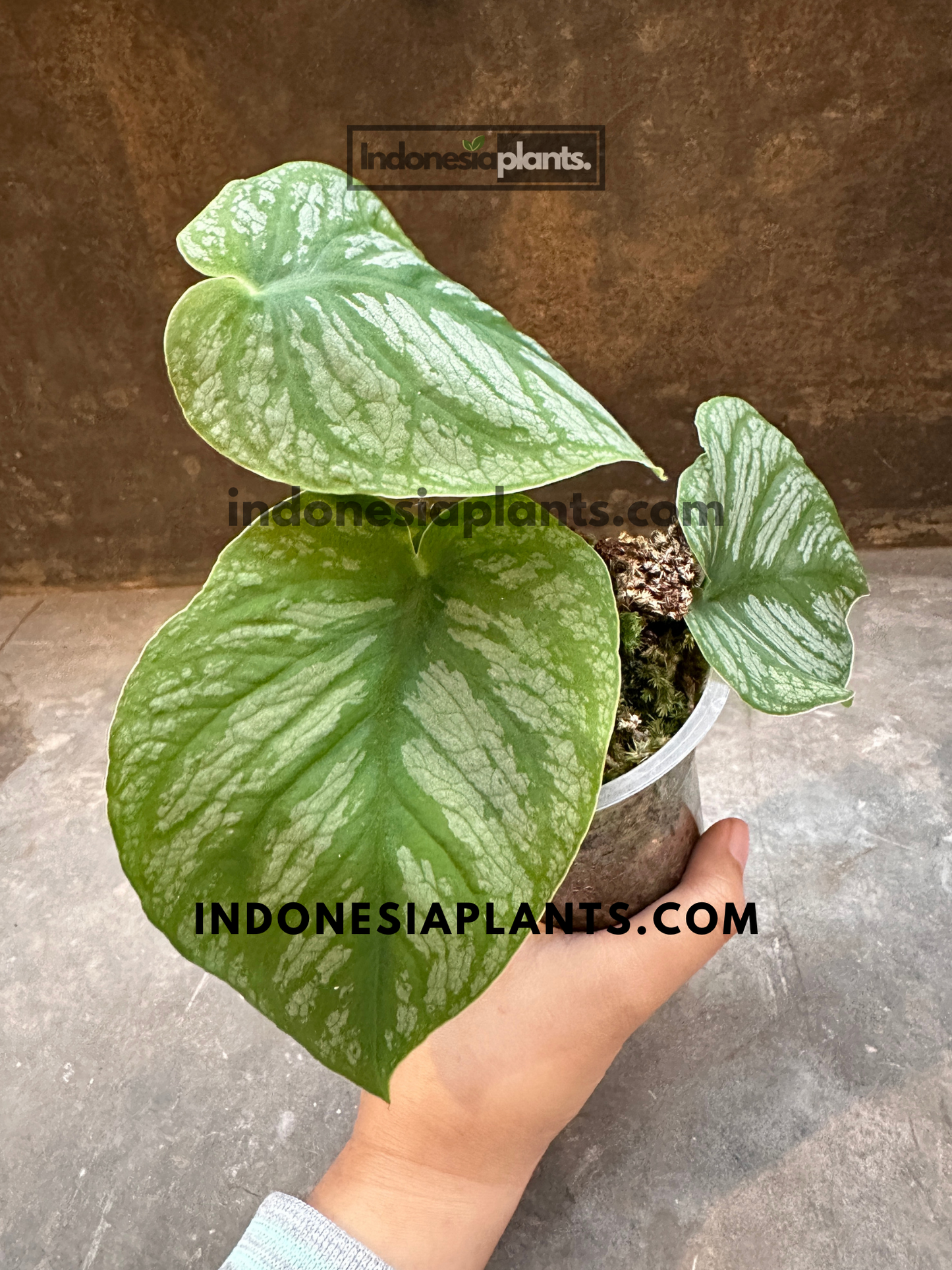 Side view of Monstera Dubia displaying heart-shaped leaves with prominent silver markings and shingling growth habit.