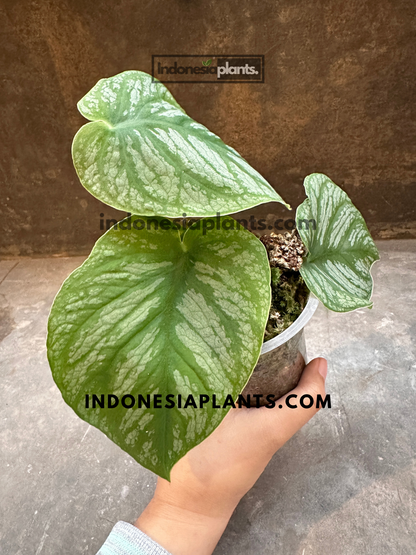 Side view of Monstera Dubia displaying heart-shaped leaves with prominent silver markings and shingling growth habit.