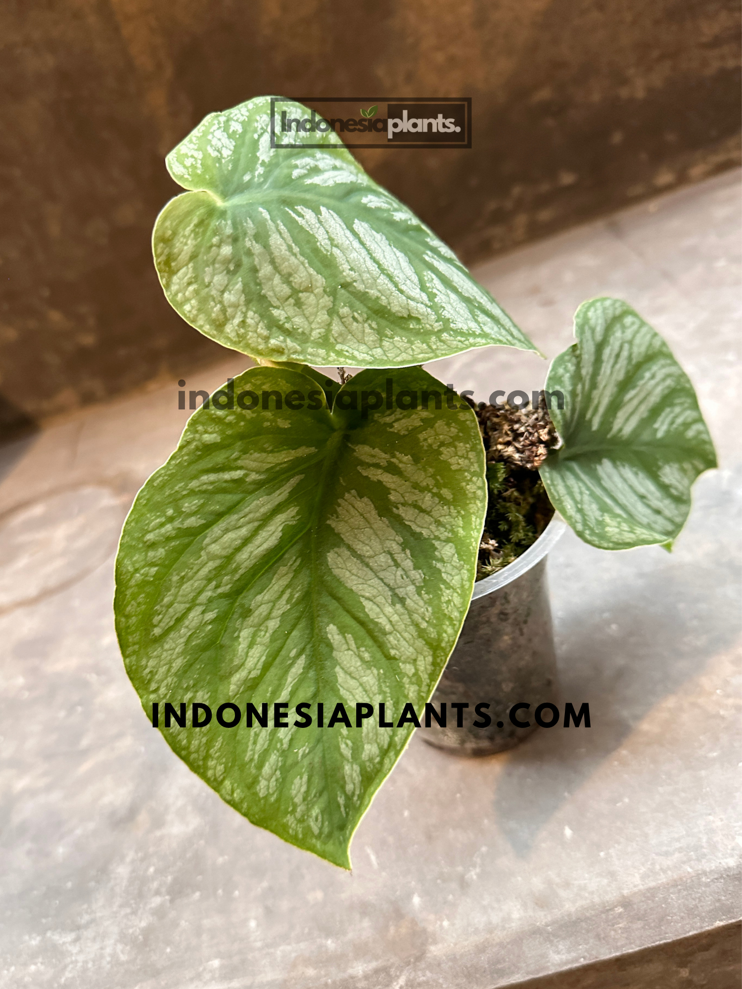 Side view of Monstera Dubia displaying heart-shaped leaves with prominent silver markings and shingling growth habit.