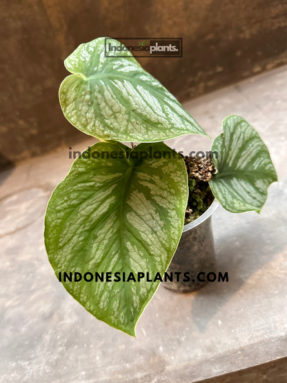 Side view of Monstera Dubia displaying heart-shaped leaves with prominent silver markings and shingling growth habit.