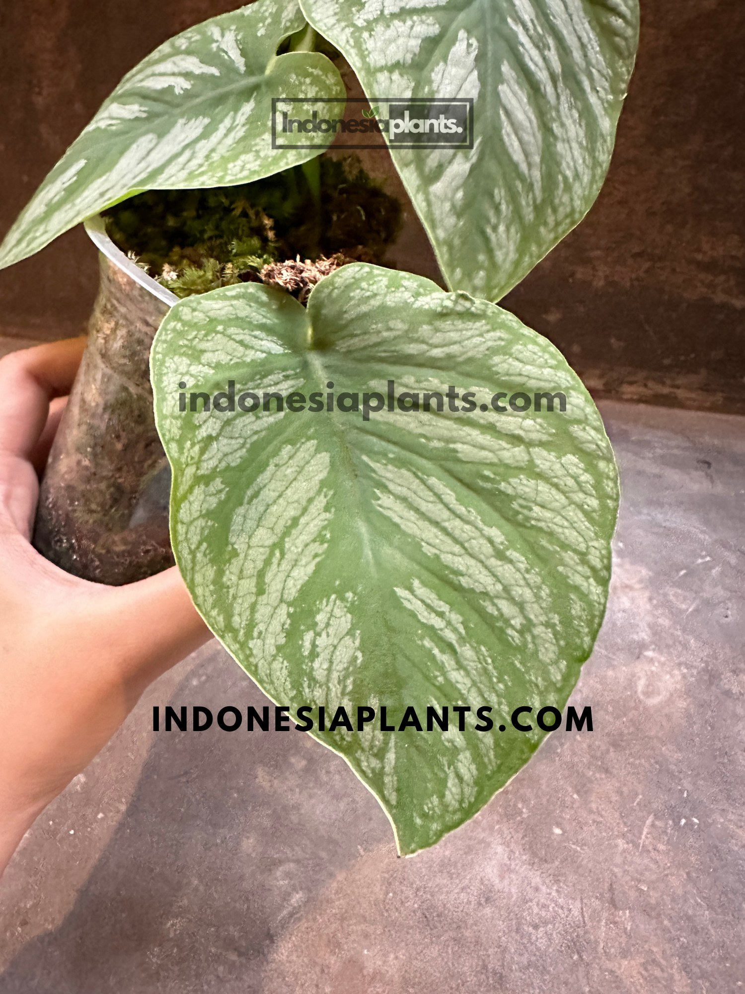 Close-up of Monstera Dubia foliage highlighting metallic silver patterns and green veining.