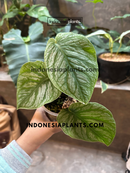 Monstera dubia