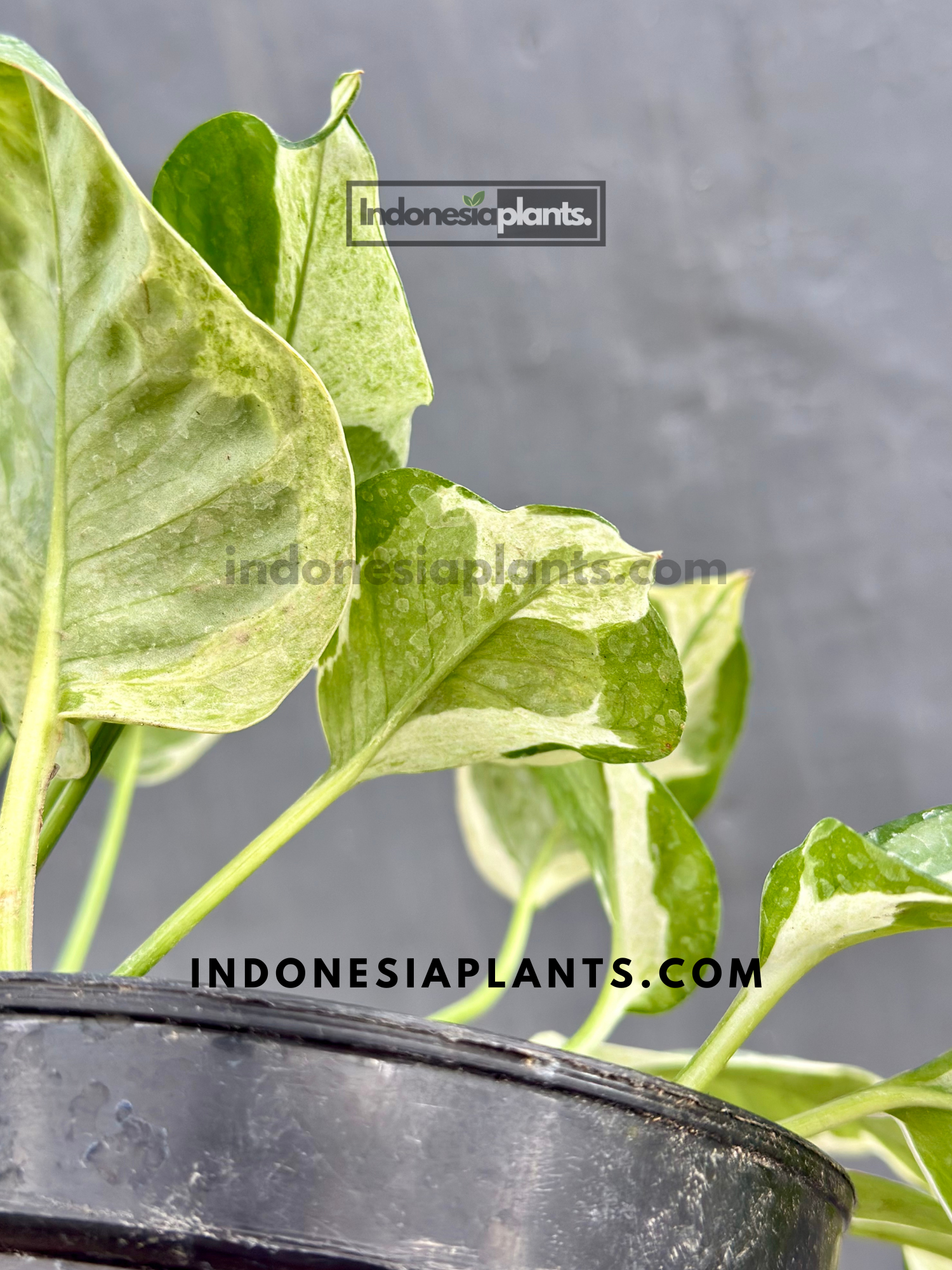 njoy pothos on moss pole Epipremnum Njoy Pothos – INDONESIAPLANTS