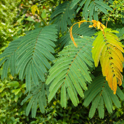 Dried Sengon Leaves (Albizia chinensis/ Paraserianthes falcataria)
