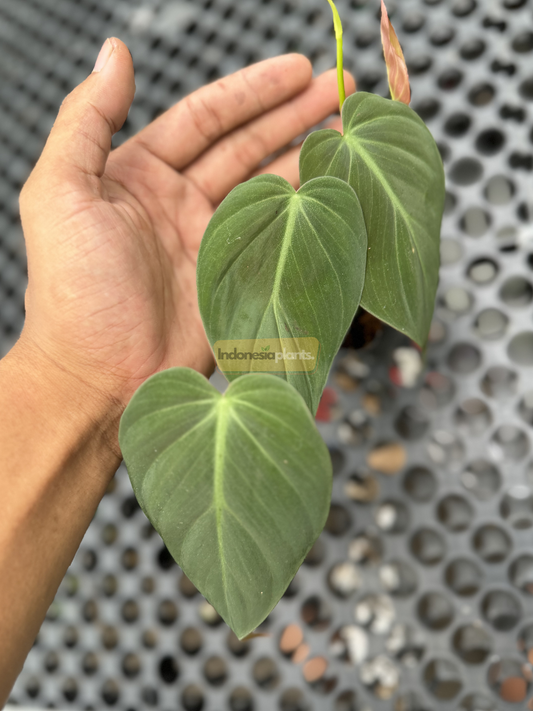 Philodendron Melanochrysum