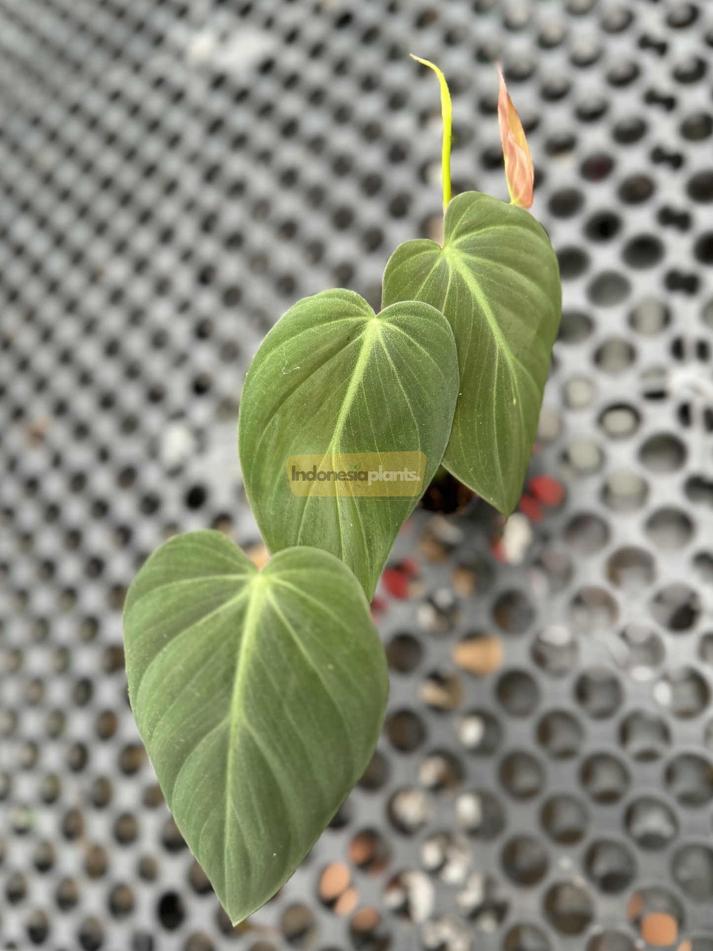 فيلوديندرون ميلانوكريسوم