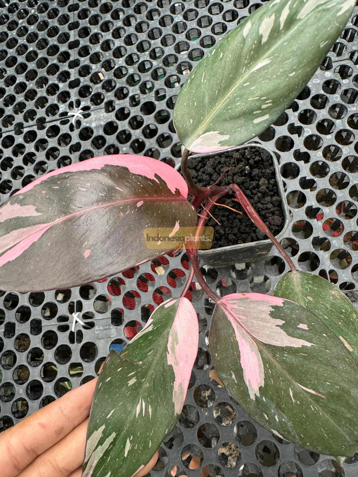 فيلوديندرون الأميرة الوردية