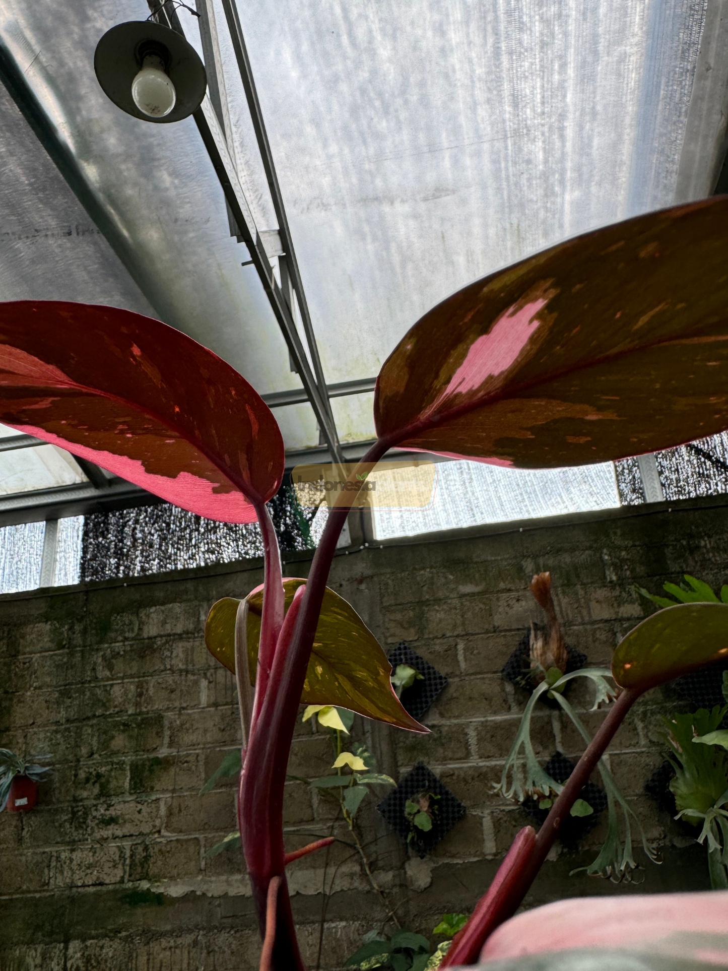 فيلوديندرون الأميرة الوردية