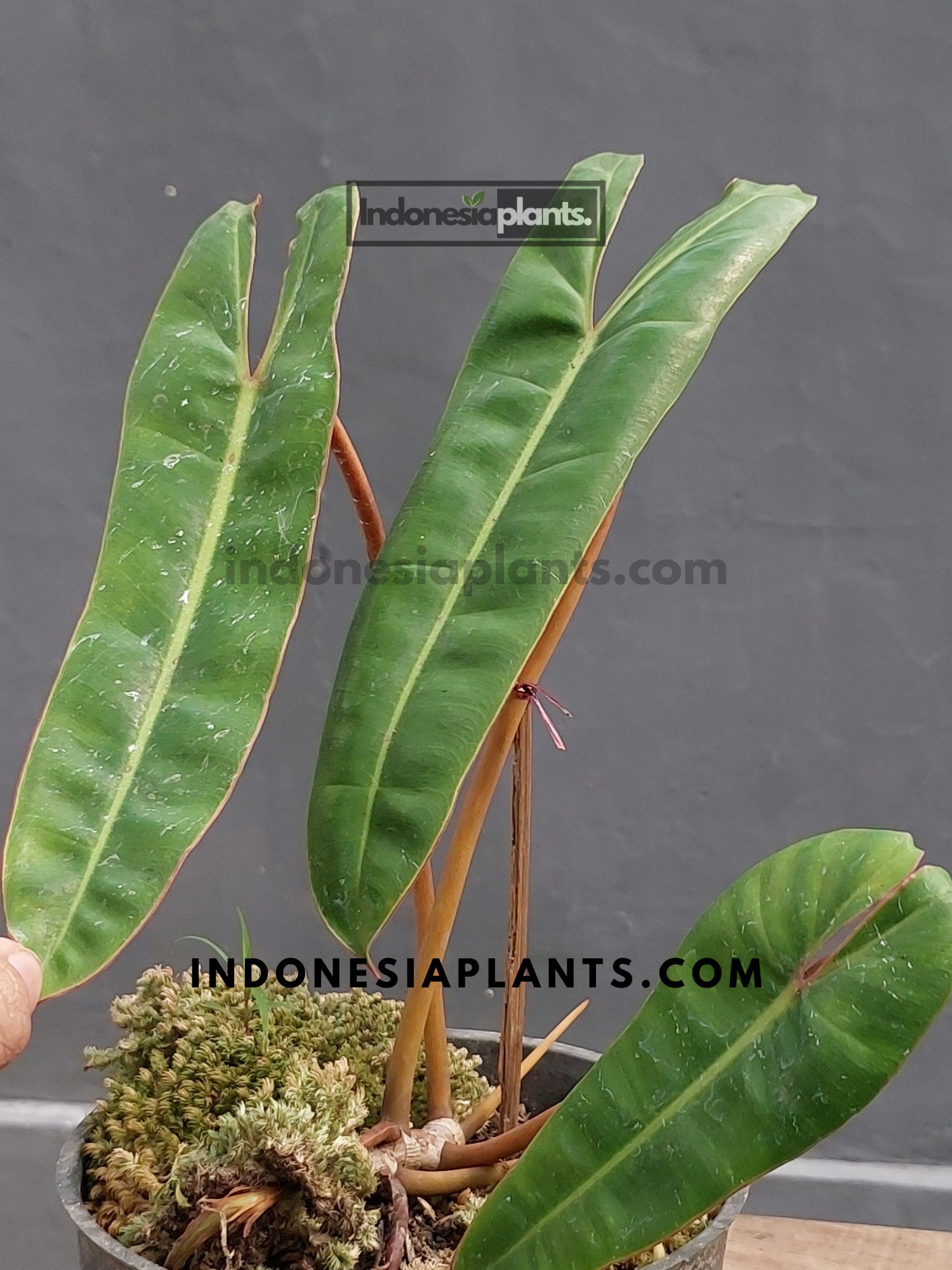 is philodendron billietiae a climber Philodendron Billietiae – INDONESIAPLANTS