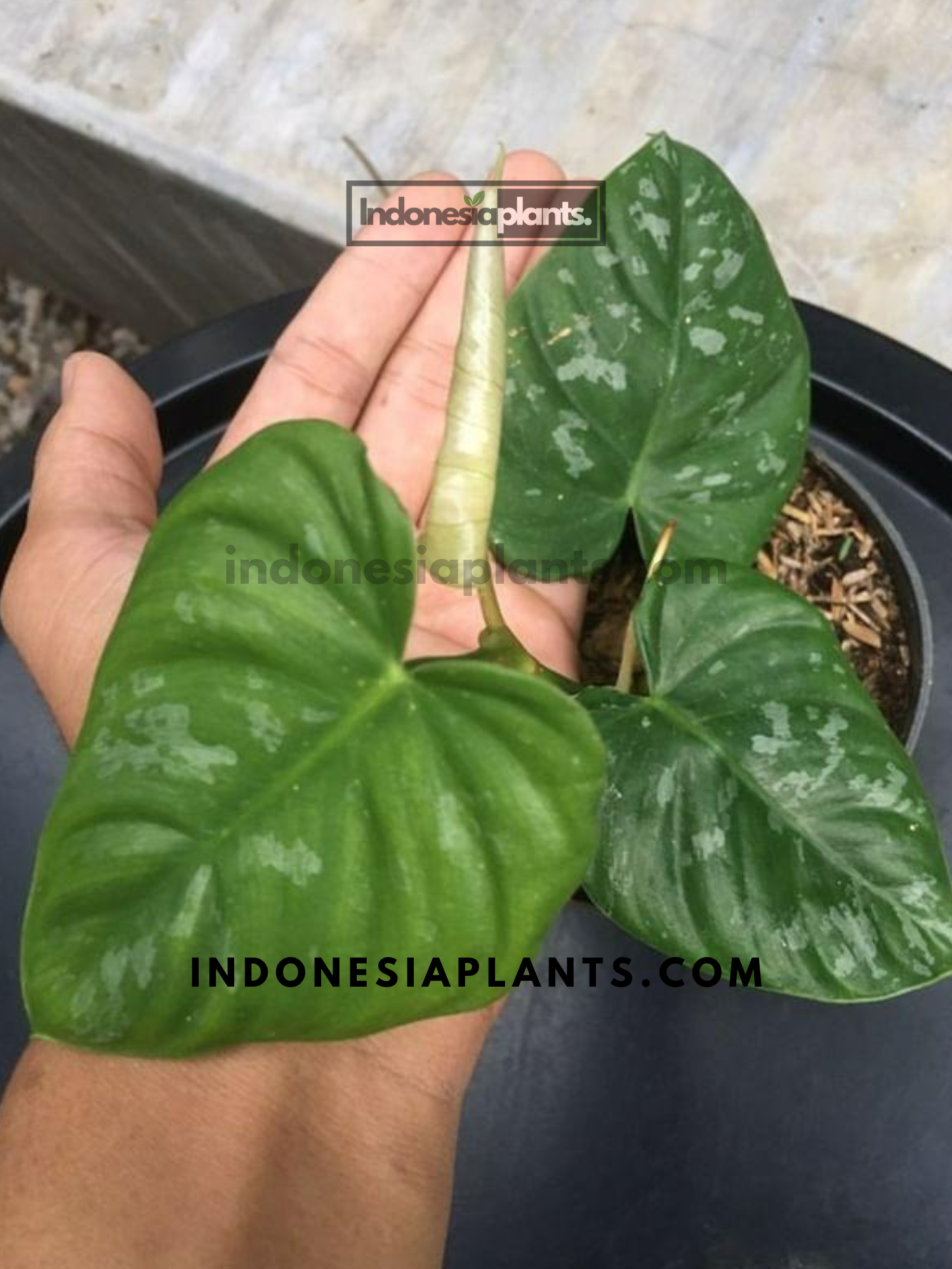 Philodendron Brandtianum Wild Form Equador