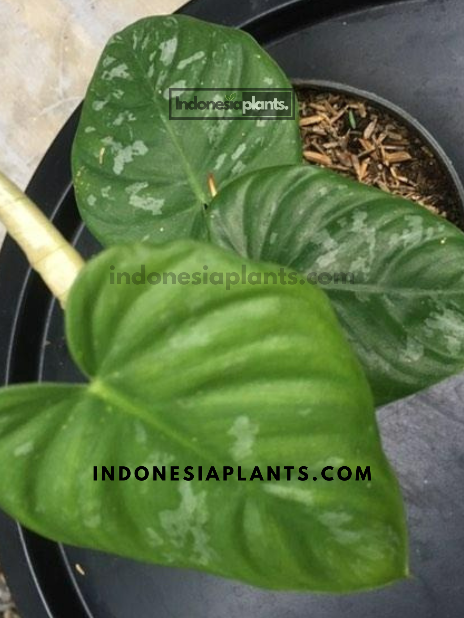 philodendron brandtianum wild form Philodendron Brandtianum Wild Form Equador
