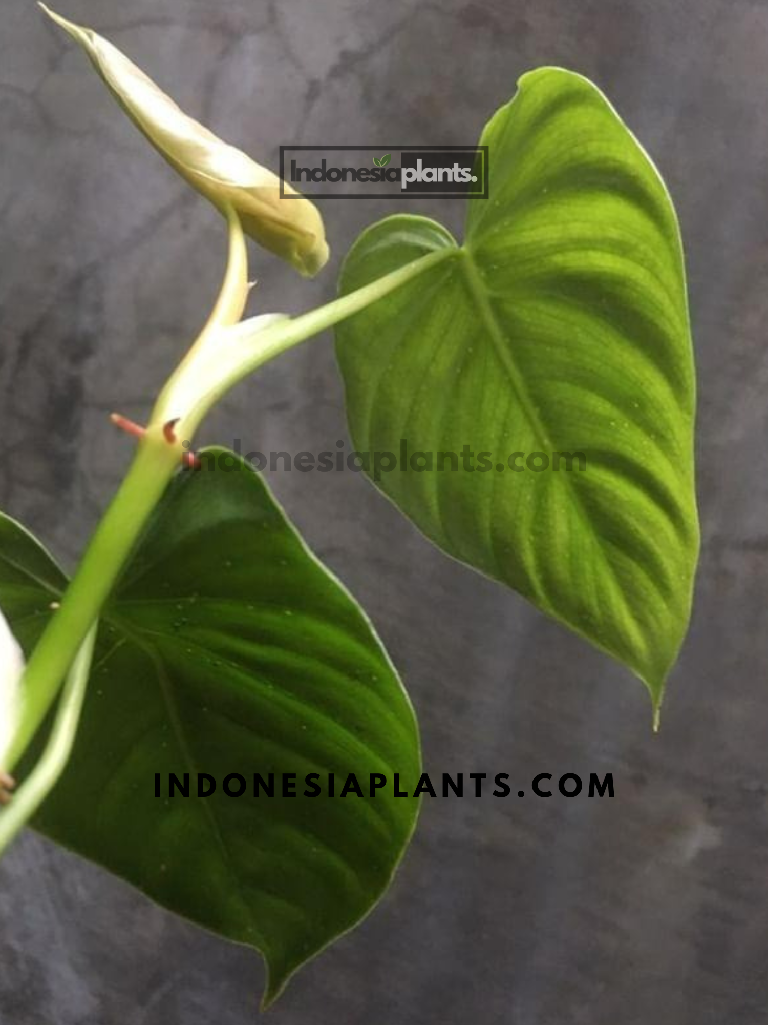 philodendron brandtianum wild form Philodendron Brandtianum Wild Form Equador
