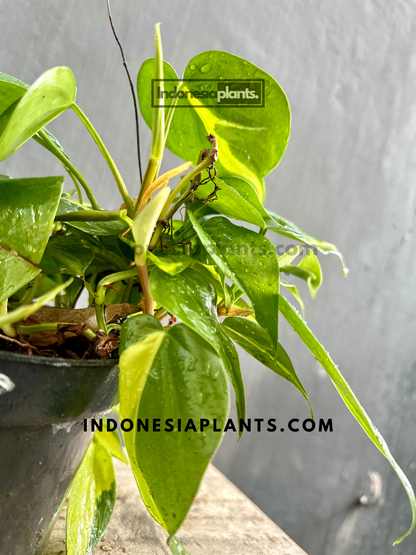 Philodendron Brasil