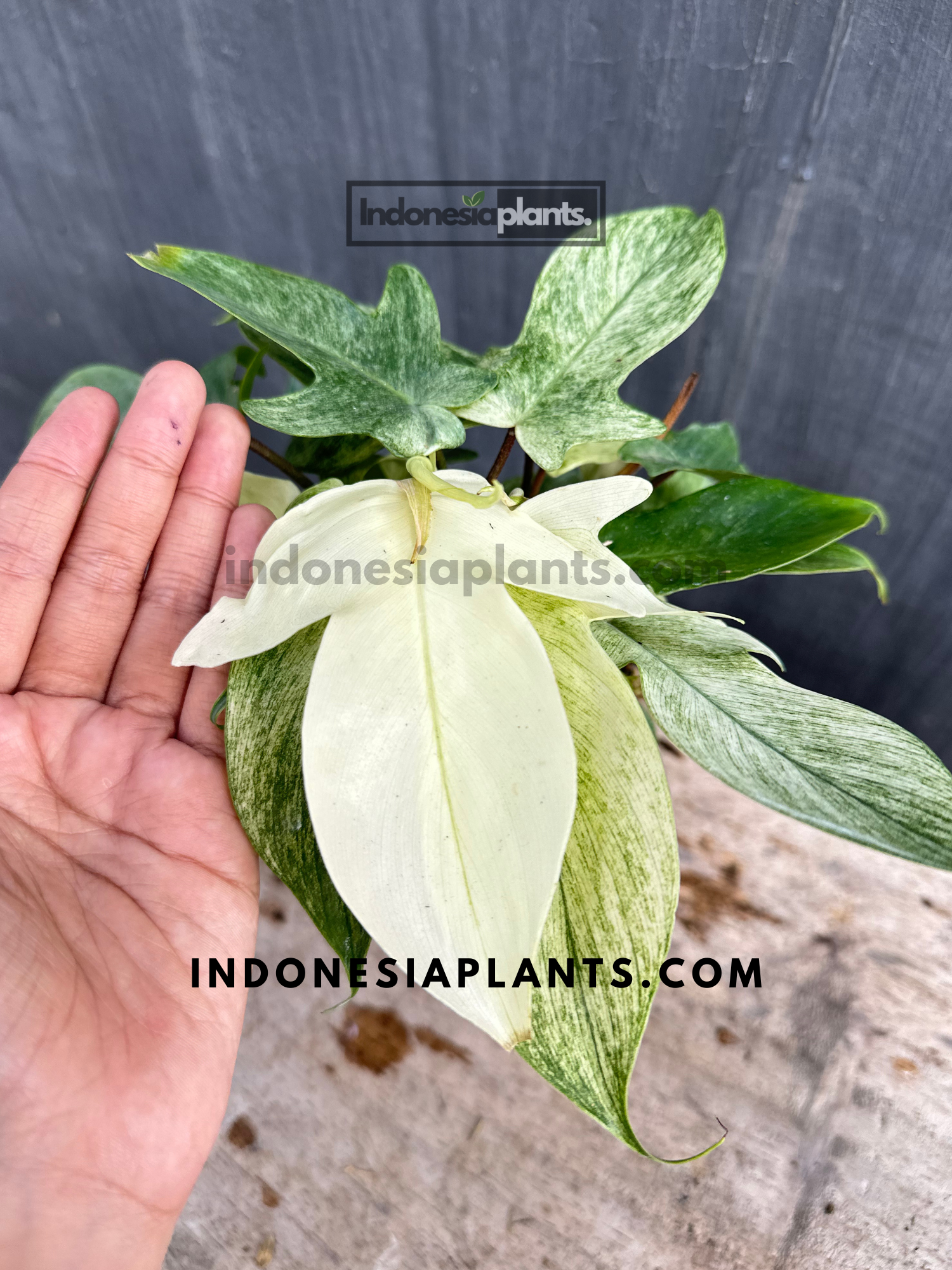 mint philodendron florida ghost Philodendron Florida Ghost Mint – INDONESIAPLANTS