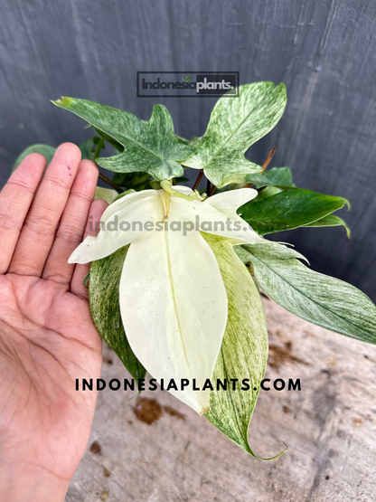 Philodendron Florida Ghost Mint