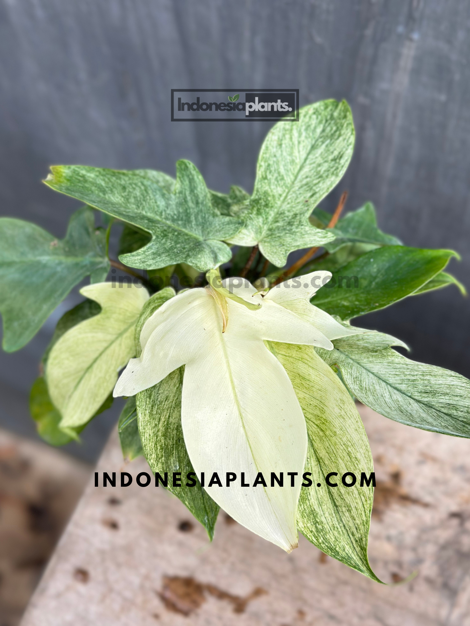 philodendron 'florida ghost' Philodendron Florida Ghost Mint – INDONESIAPLANTS
