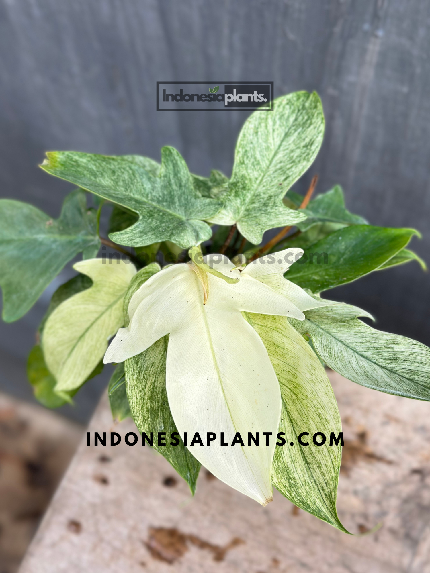 Philodendron Florida Ghost Mint