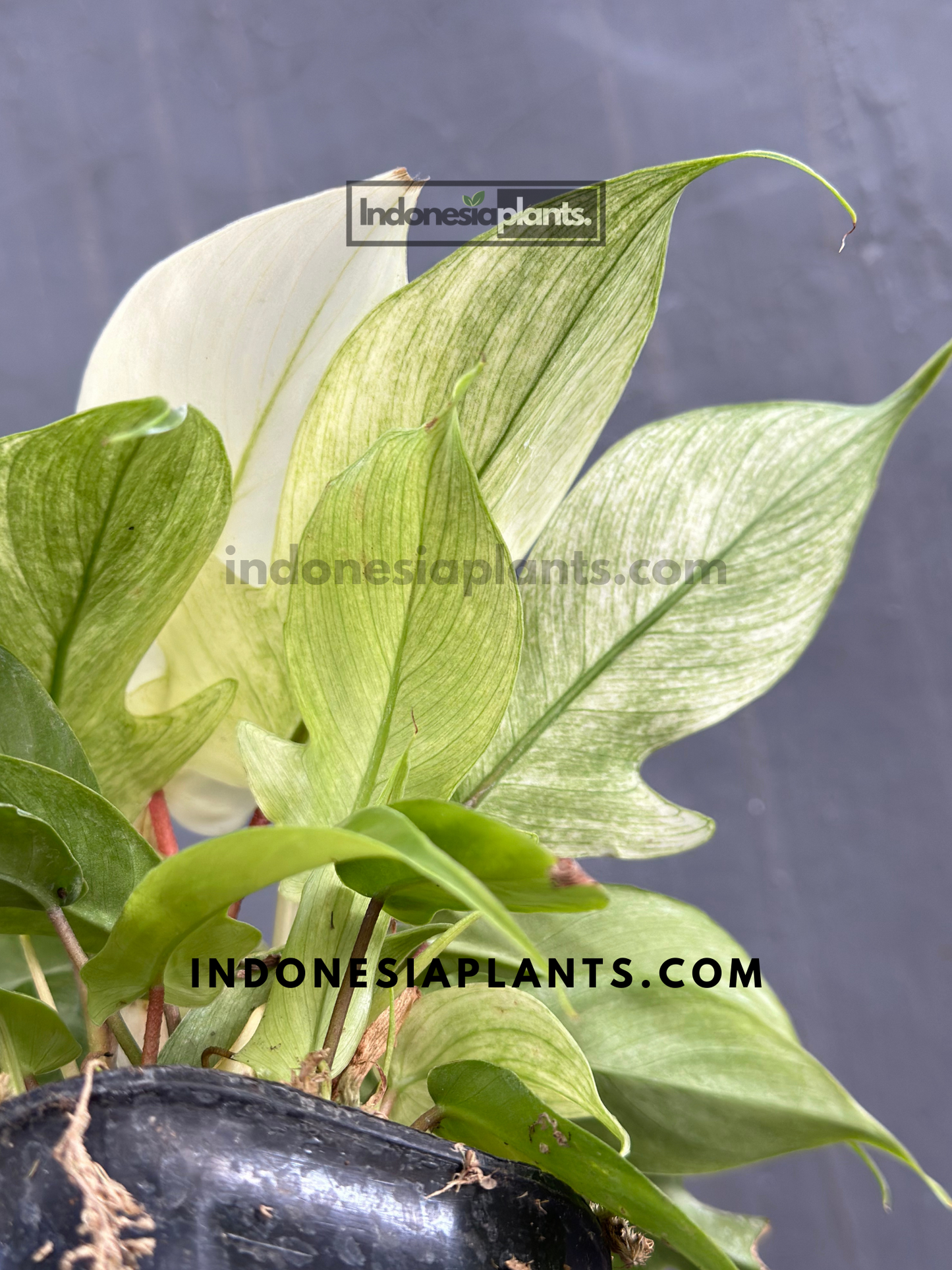 Philodendron Florida Ghost Mint