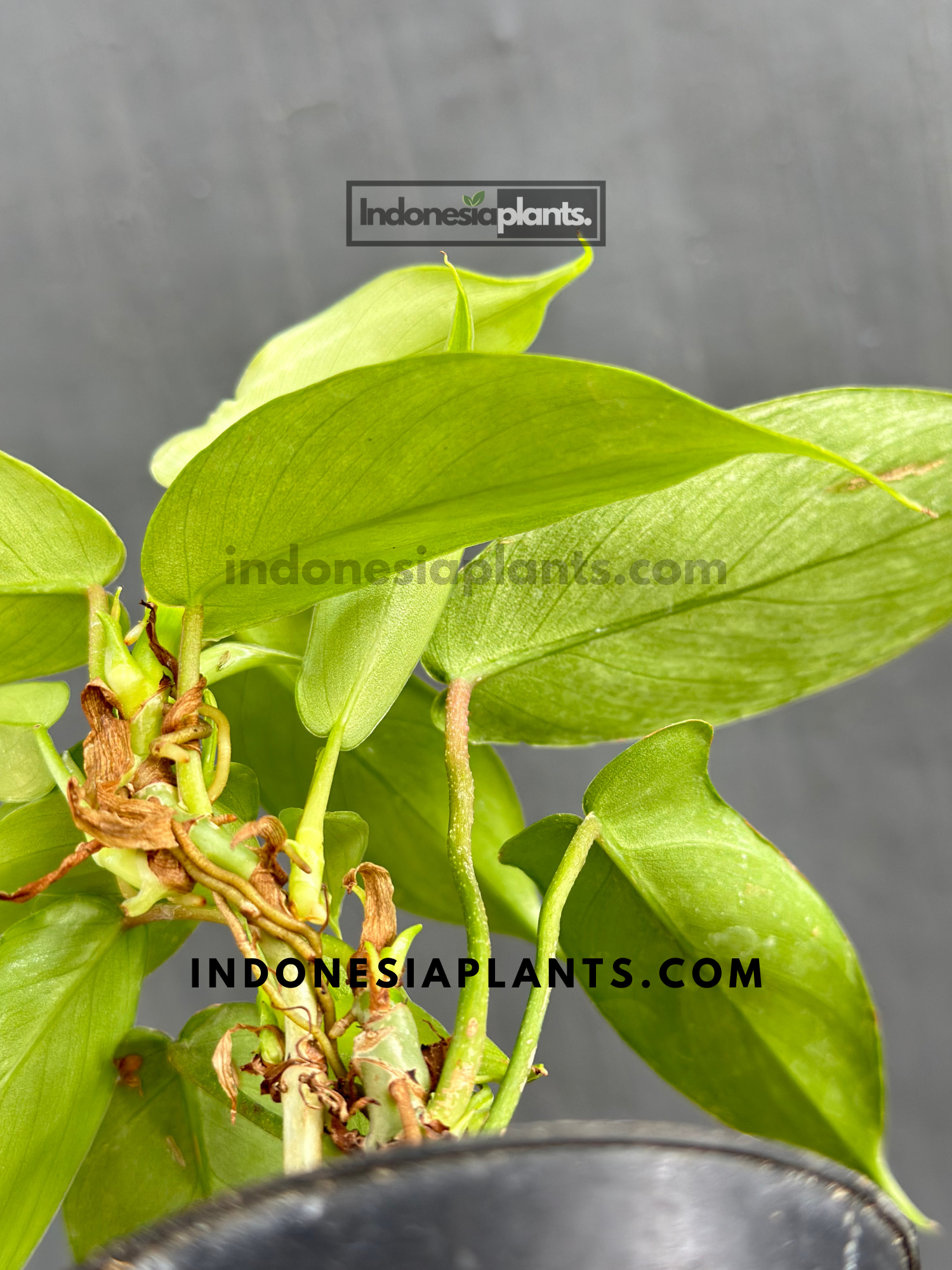 philodendron florida ghost vs mint Philodendron Florida Ghost Mint Small – INDONESIAPLANTS