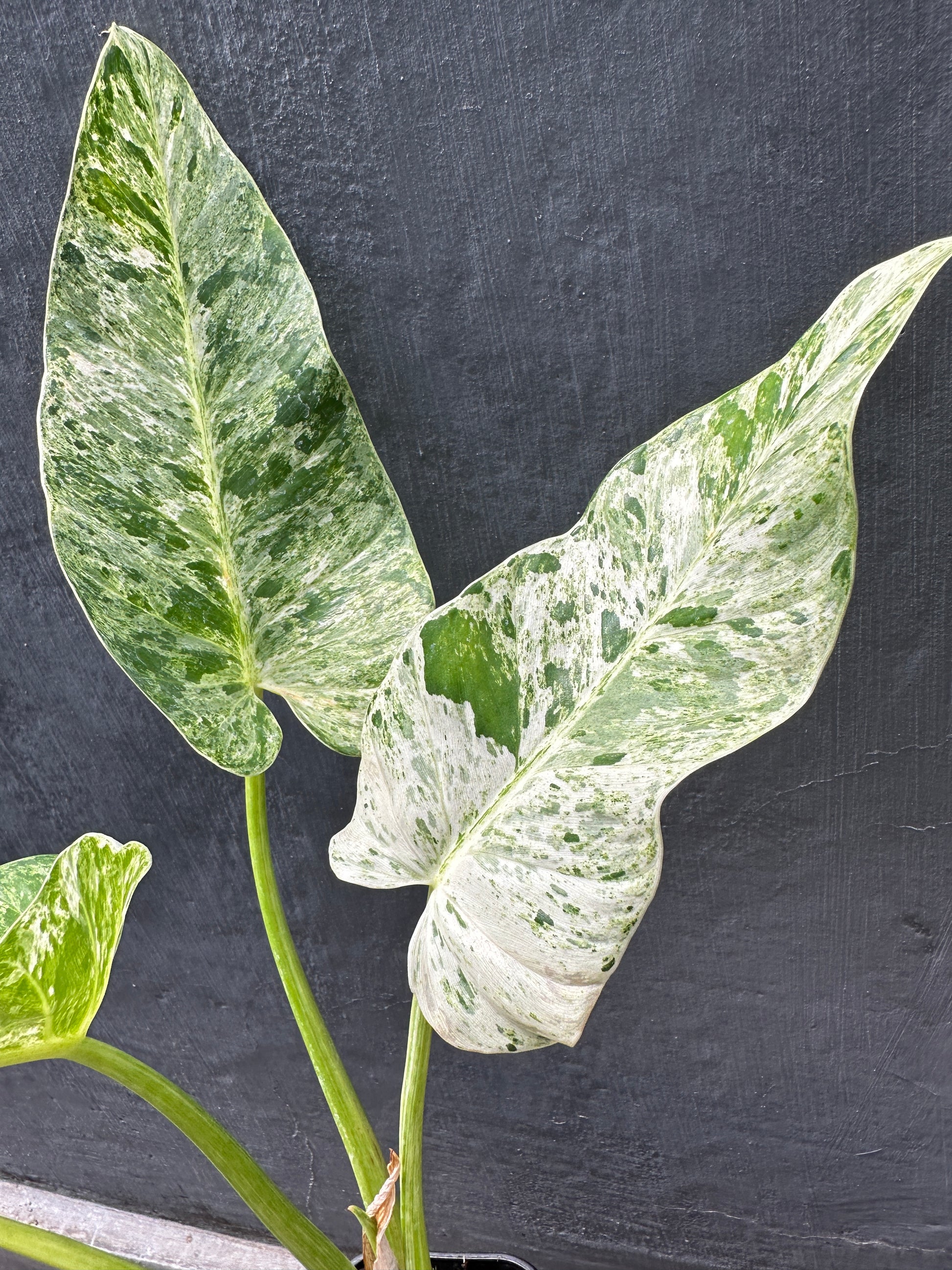 philodendron giganteum variegated Philodendron Giganteum Blizzard Variegated: Buy Plant Online In India