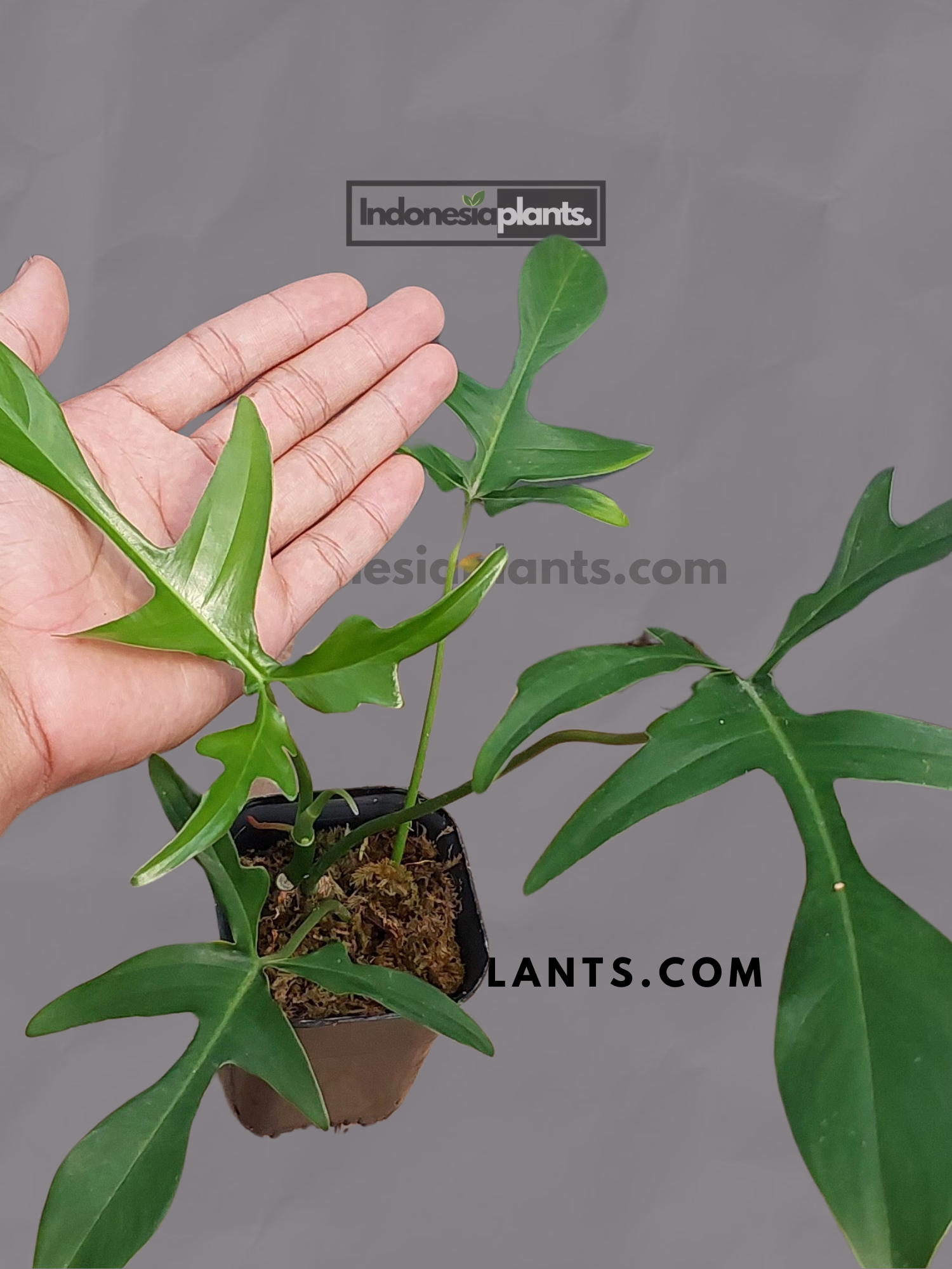 philodendron gladhands care Philodendron Gladhands – INDONESIAPLANTS