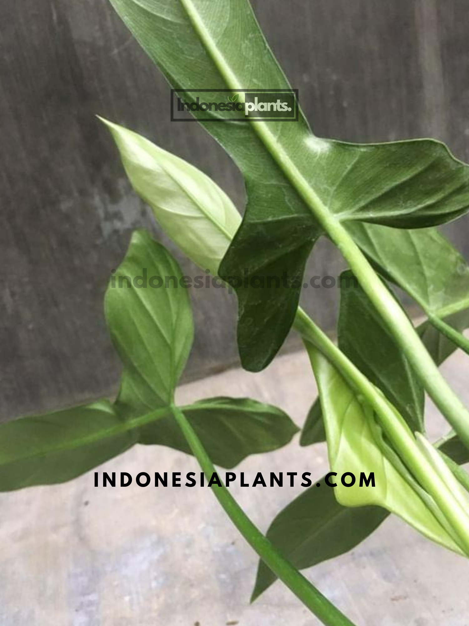 philodendron glaucous Philodendron Glaucous
